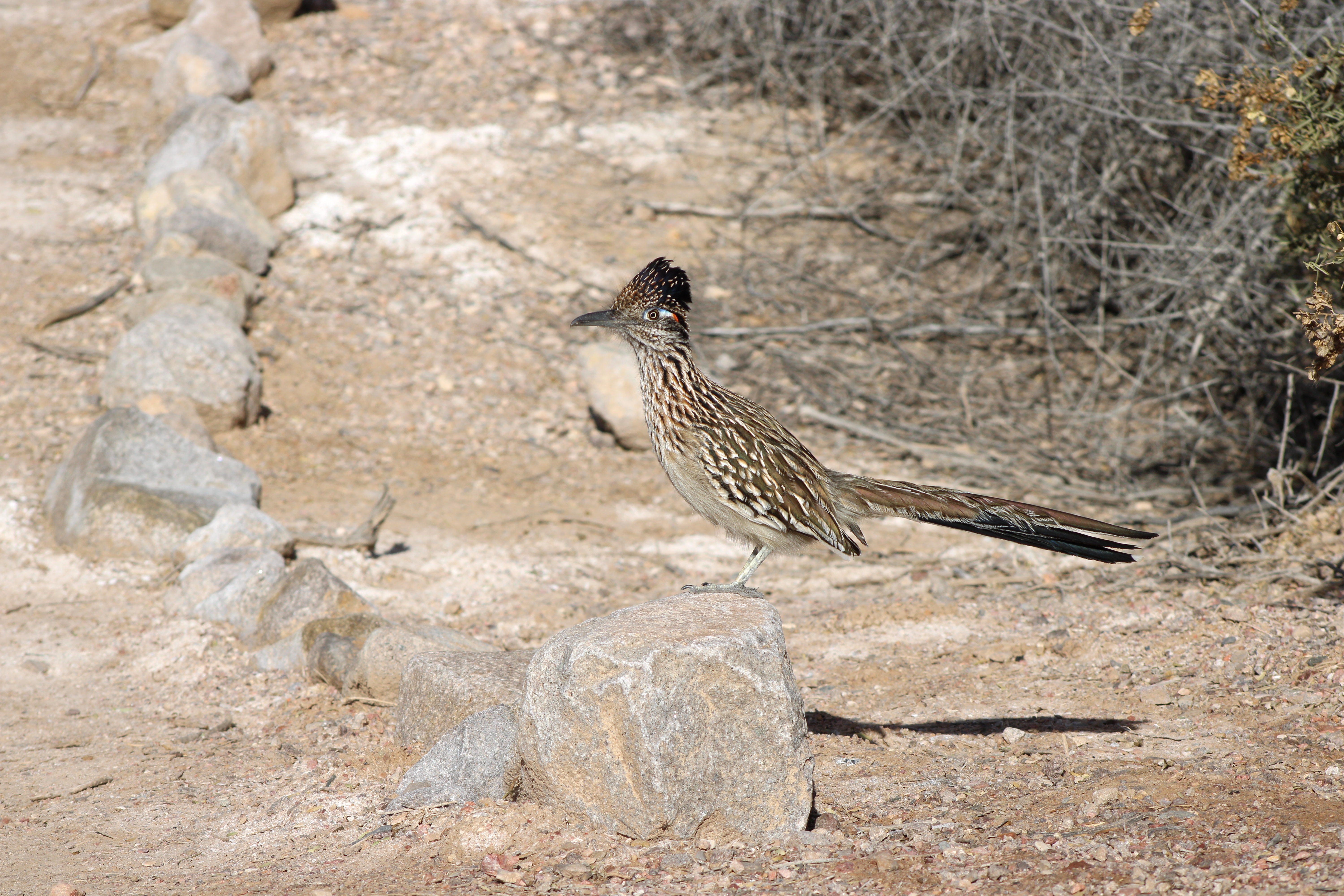 Greater Roadrunner (Henderson, NV)