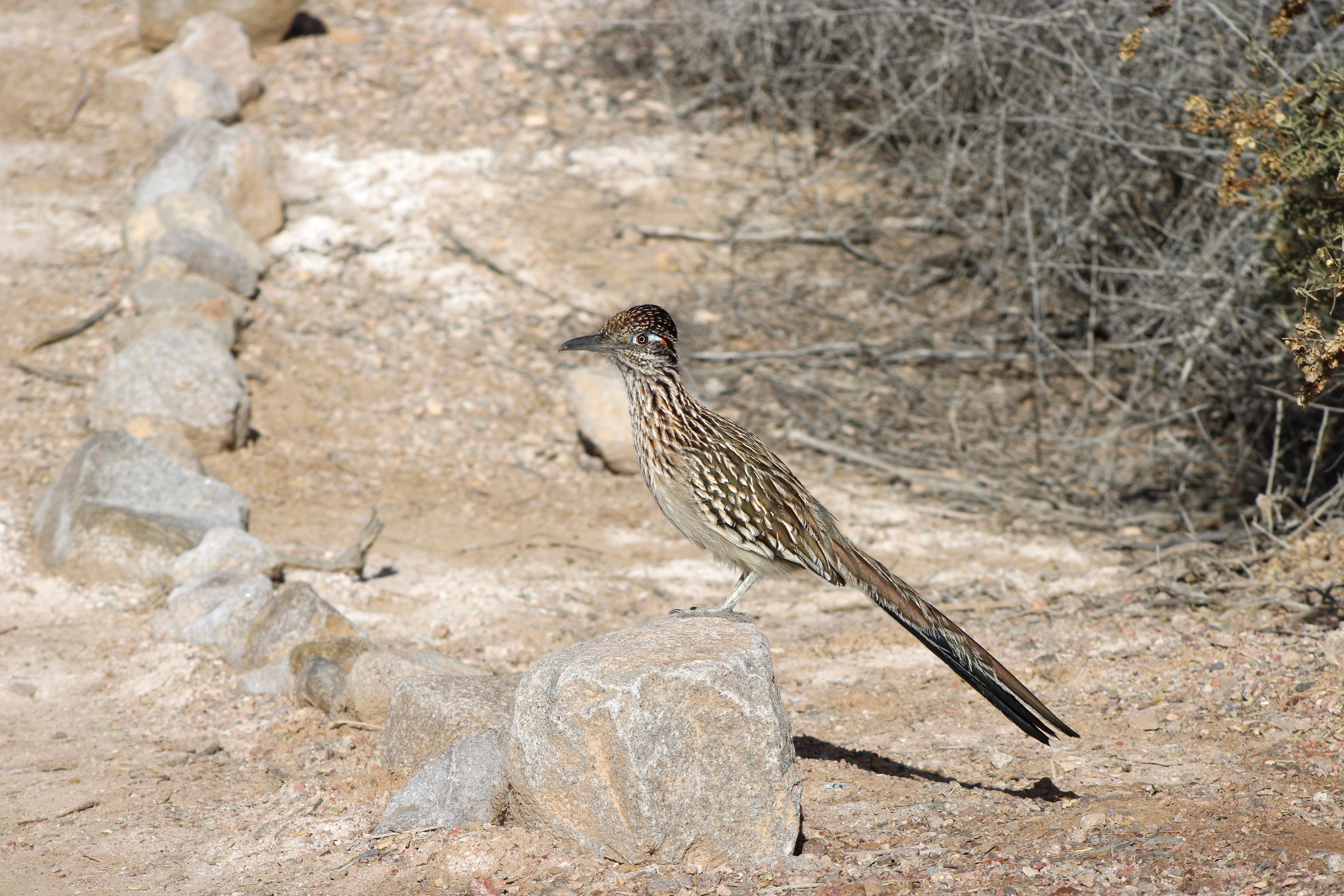 Greater Roadrunner (Henderson, NV)