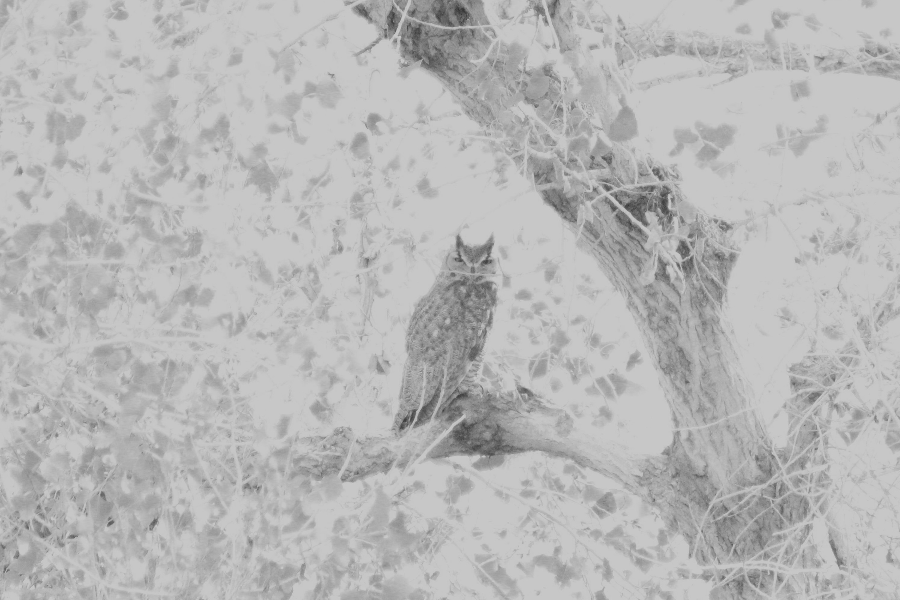 Great-horned Owl (Henderson, NV)