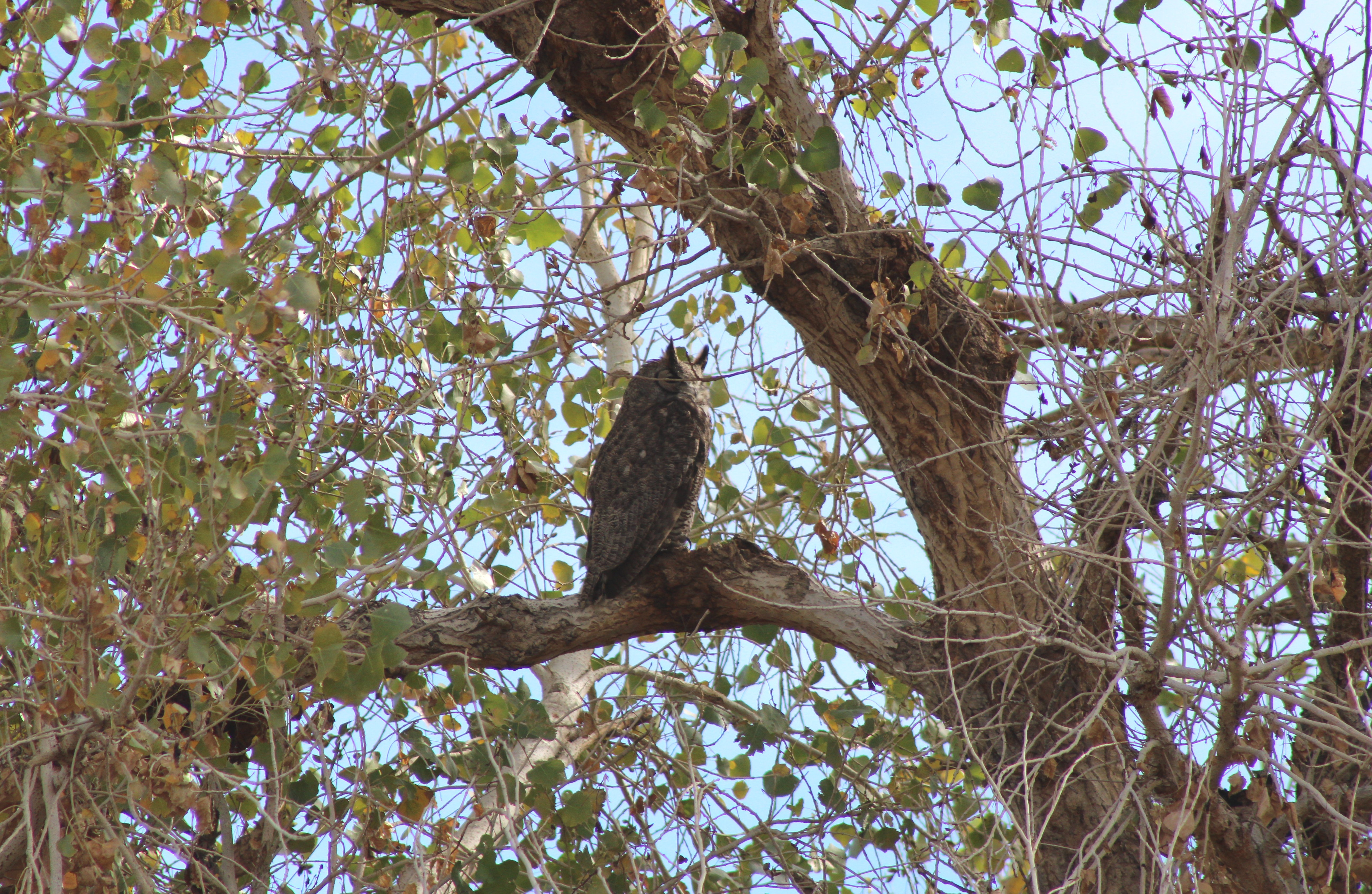 Great-horned Owl (Henderson, NV)
