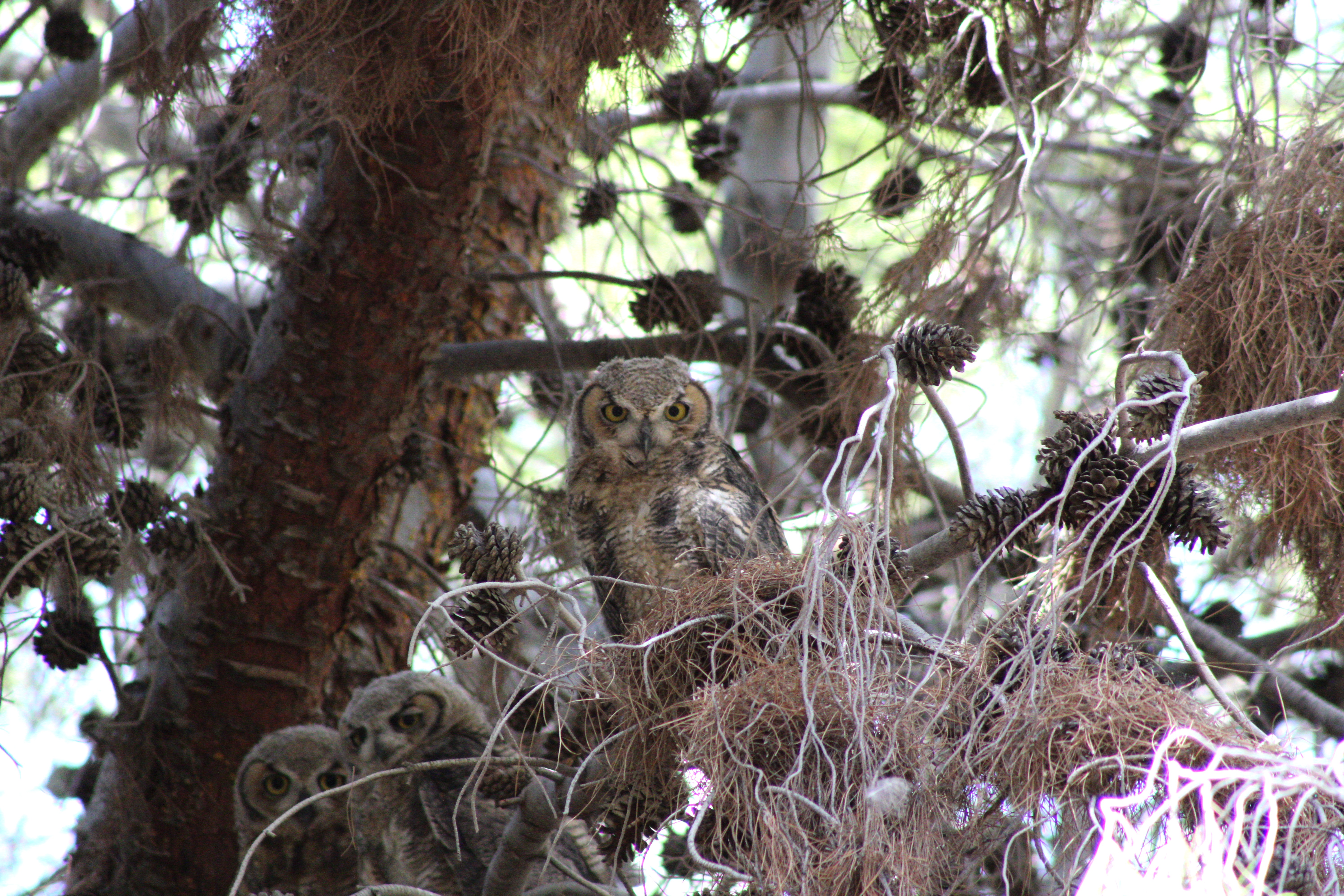 juvenile Great-horned Owl (Las Vegas, NV)