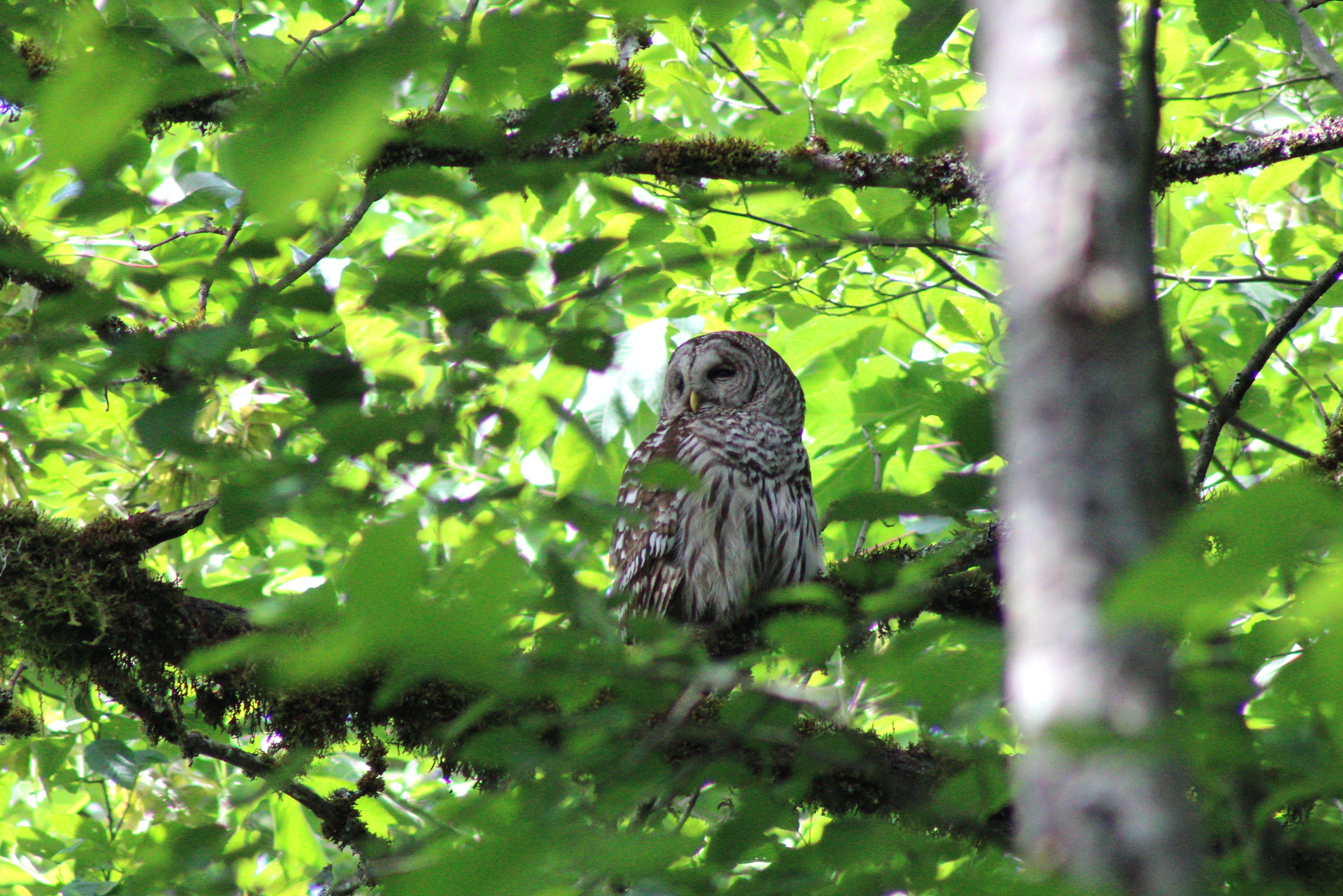 Barred Owl (Renton, WA)