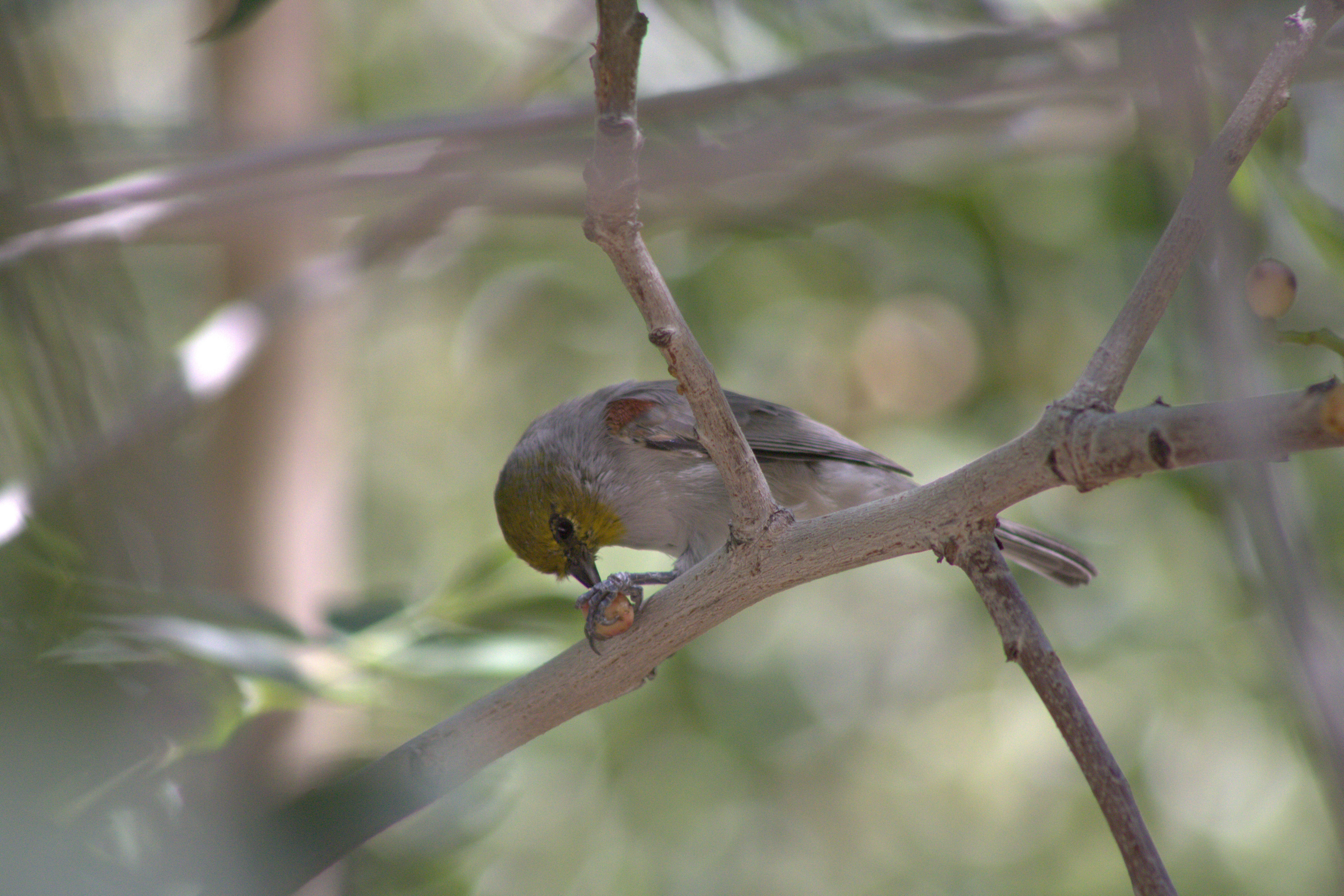 Verdin (Las Vegas, NV)