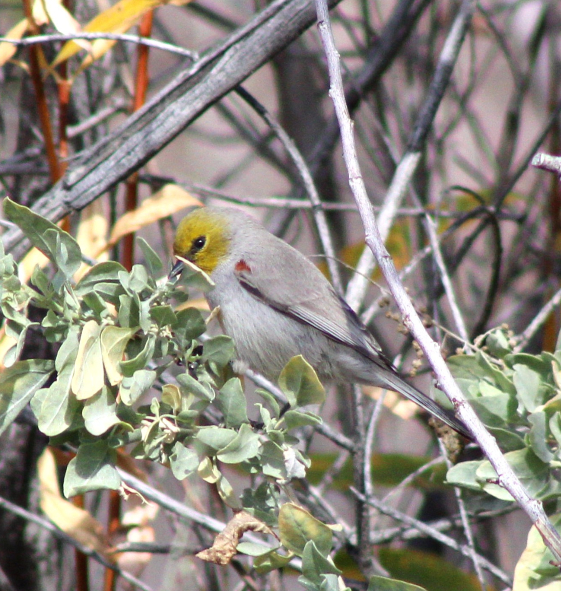 Verdin (Las Vegas, NV)
