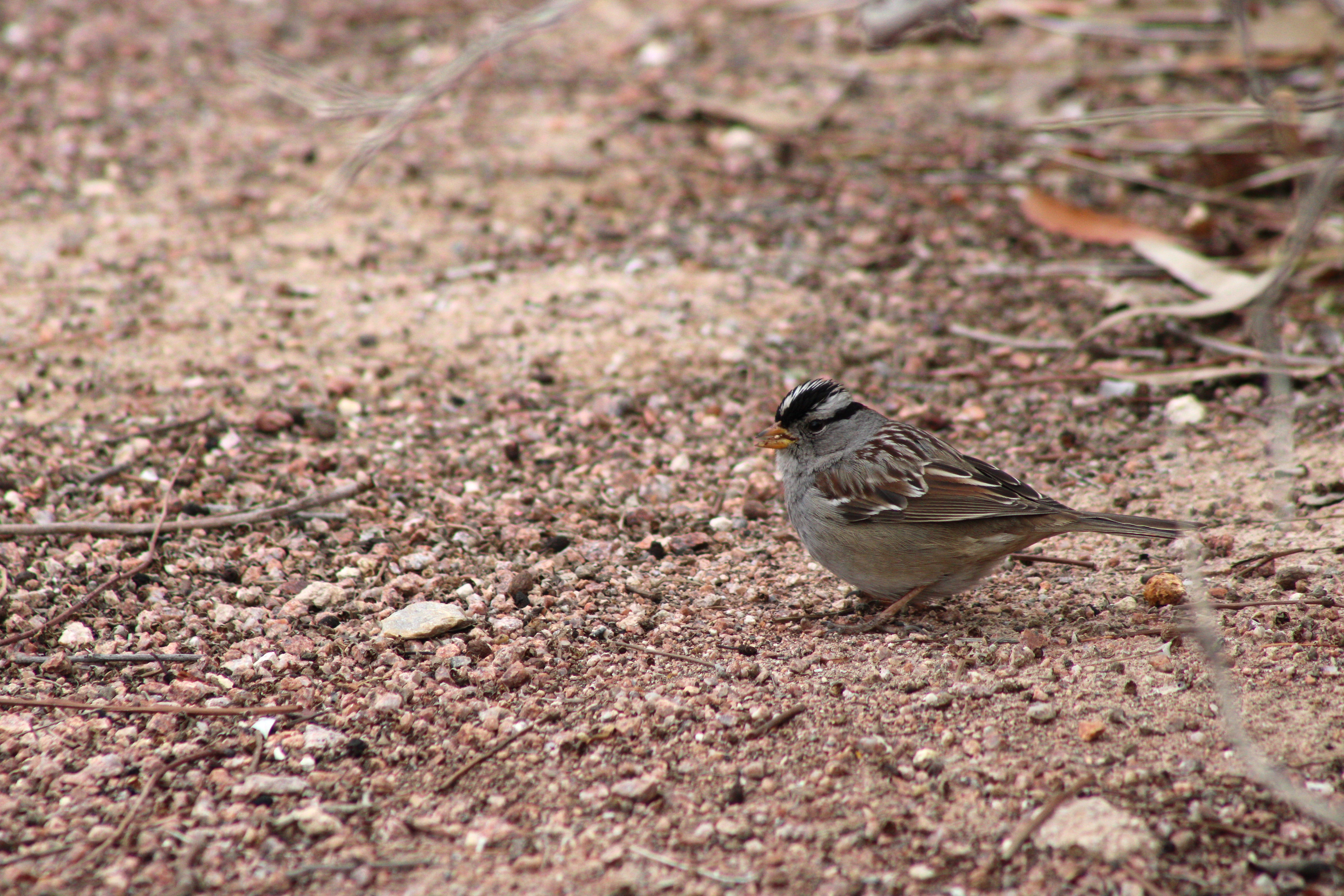 White-crowned Sparrow (Las Vegas, NV)