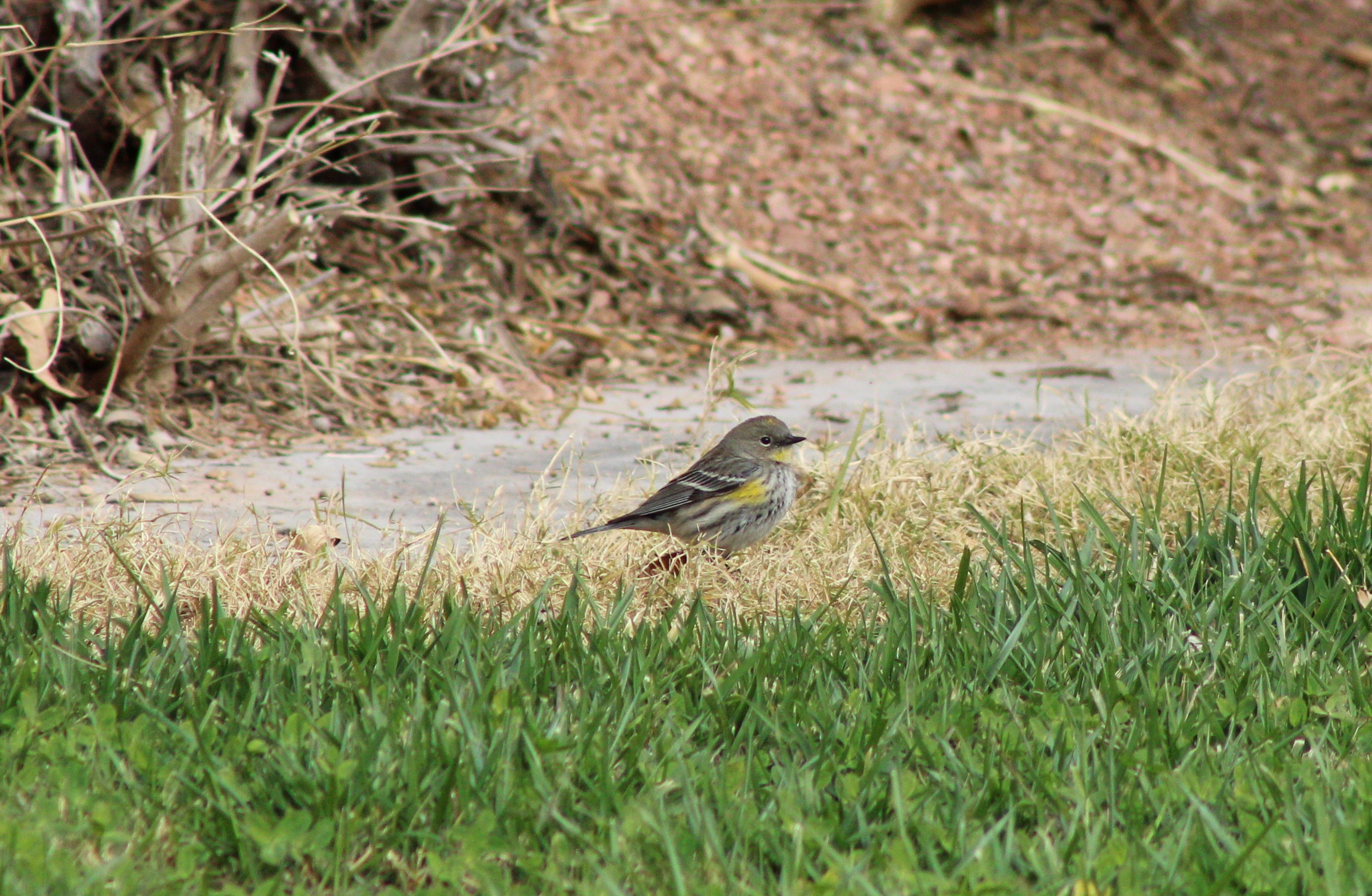 Yellow-rumped Warbler (Las Vegas, NV)