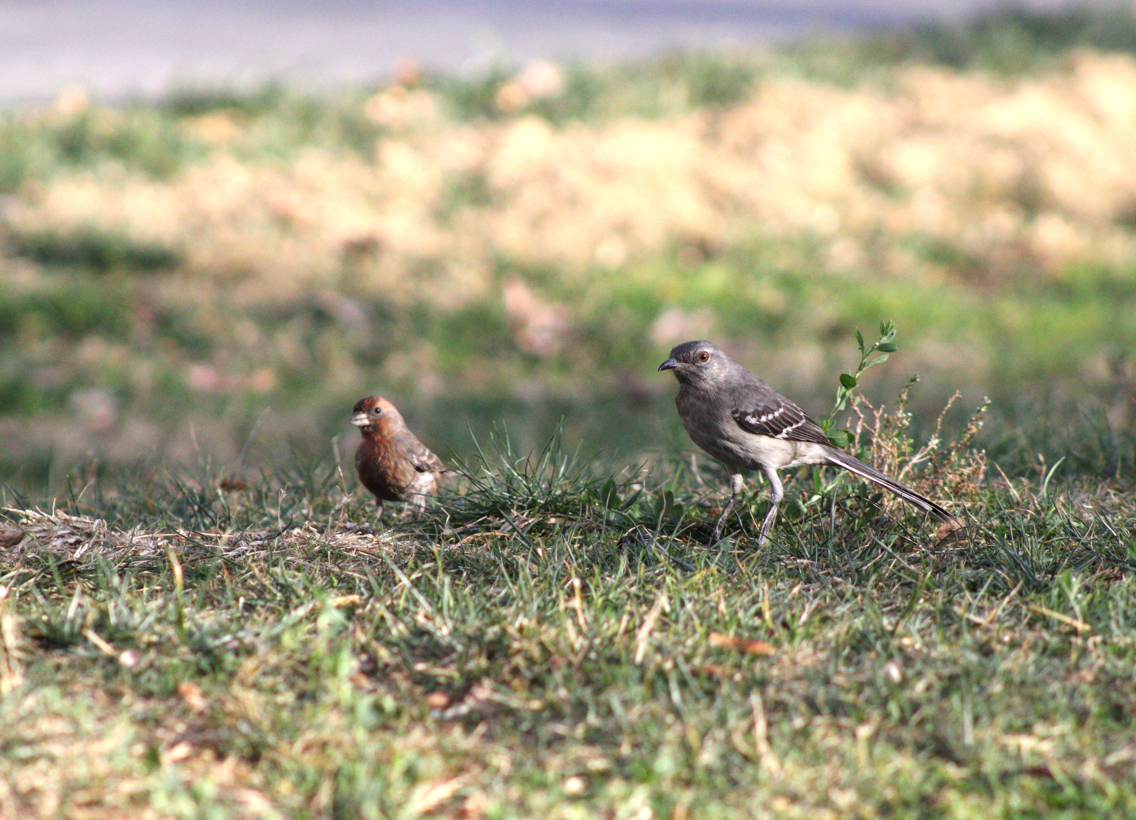 House Finch (left), Northern Mockingbird (right) (Las Vegas, NV)