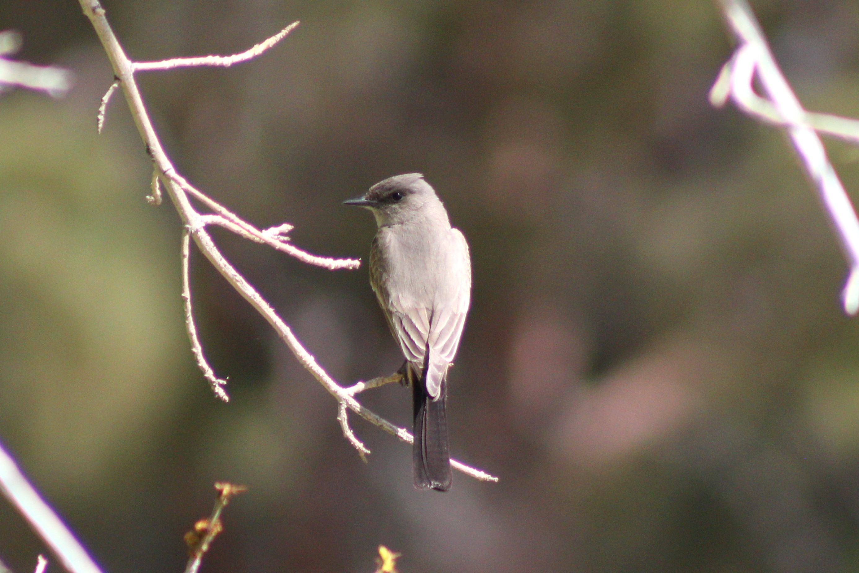 Say's Phoebe (Las Vegas, NV)