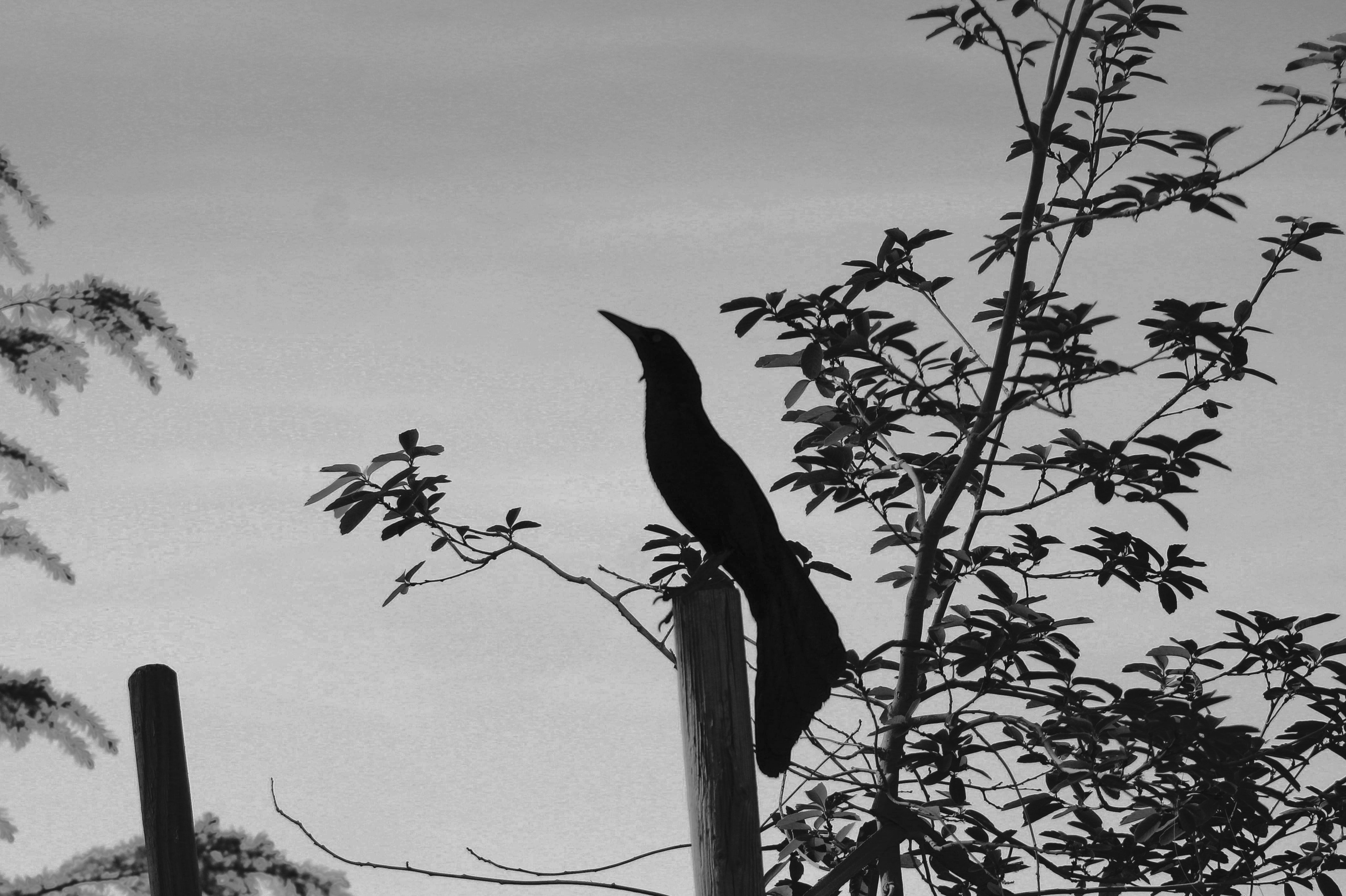Great-tailed Grackle (Las Vegas, NV)