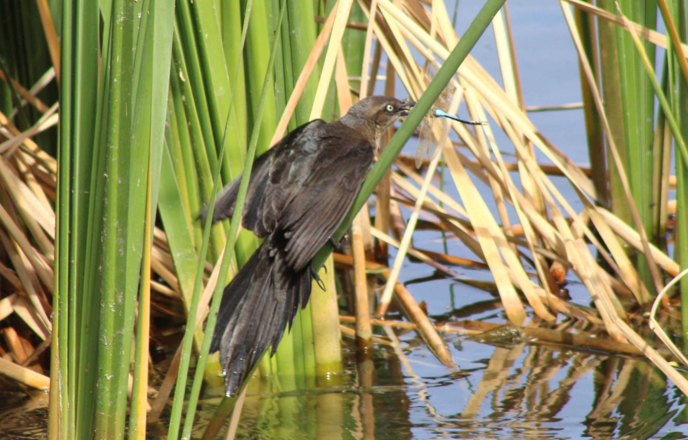Great-tailed Grackle eating a Blue Dasher (Henderson, NV)