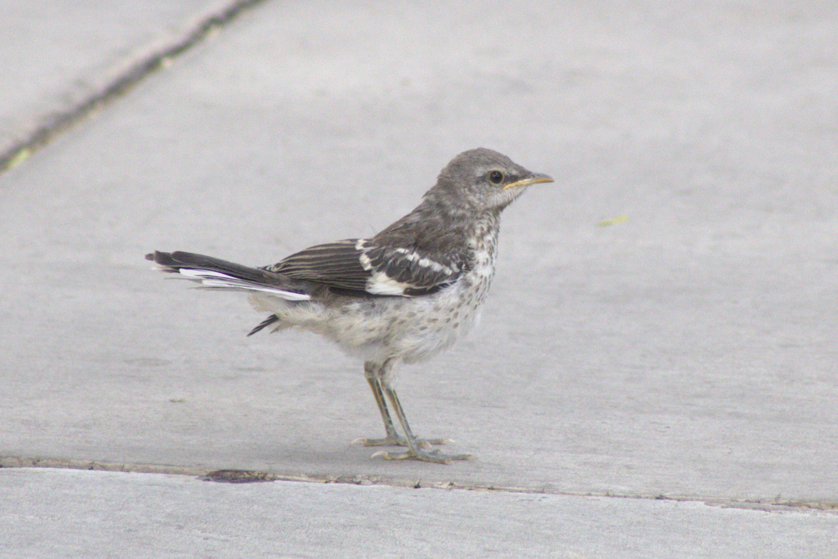 juvenile Northern Mockingbird (Las Vegas, NV)