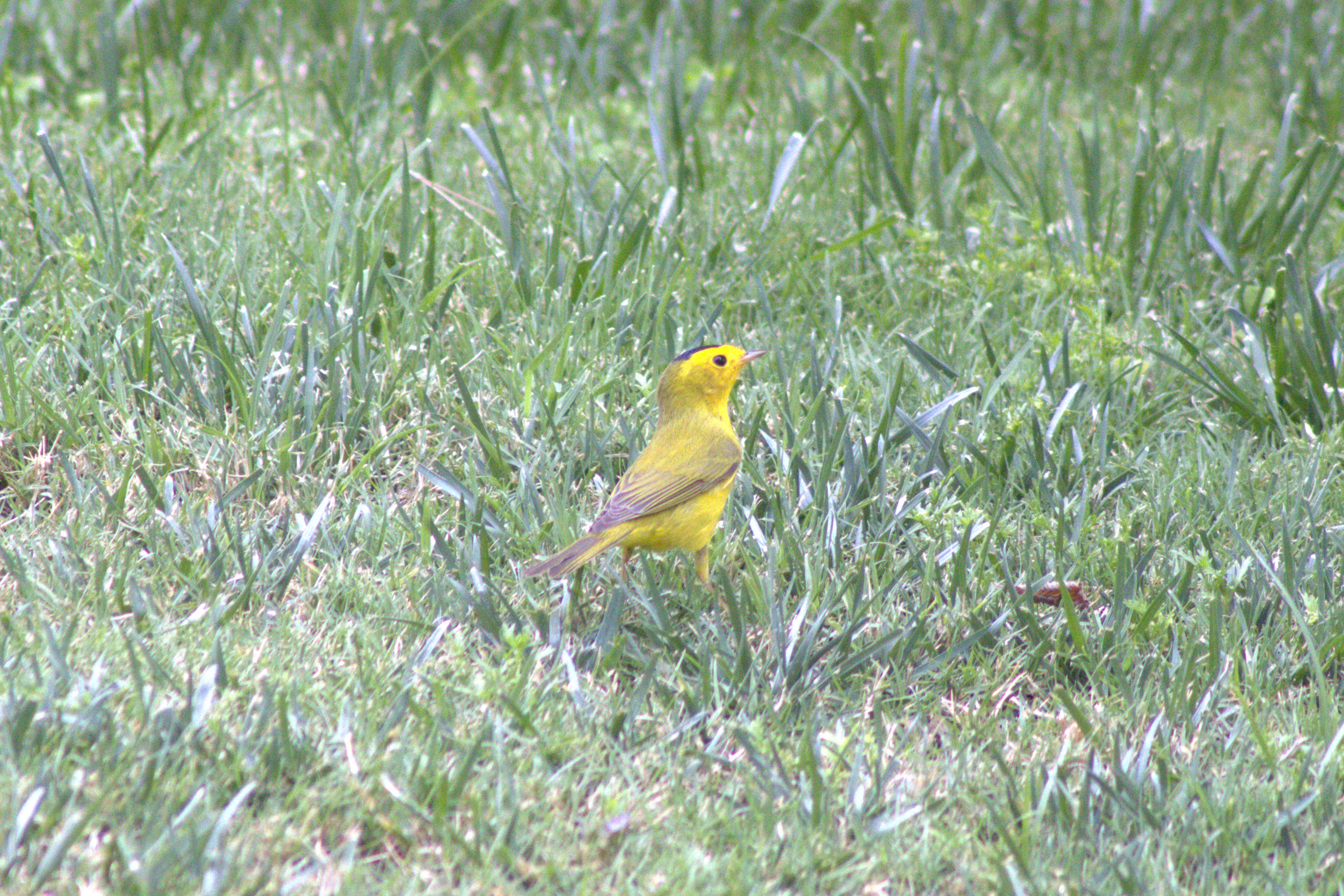 Wilson's Warbler (Las Vegas, NV)