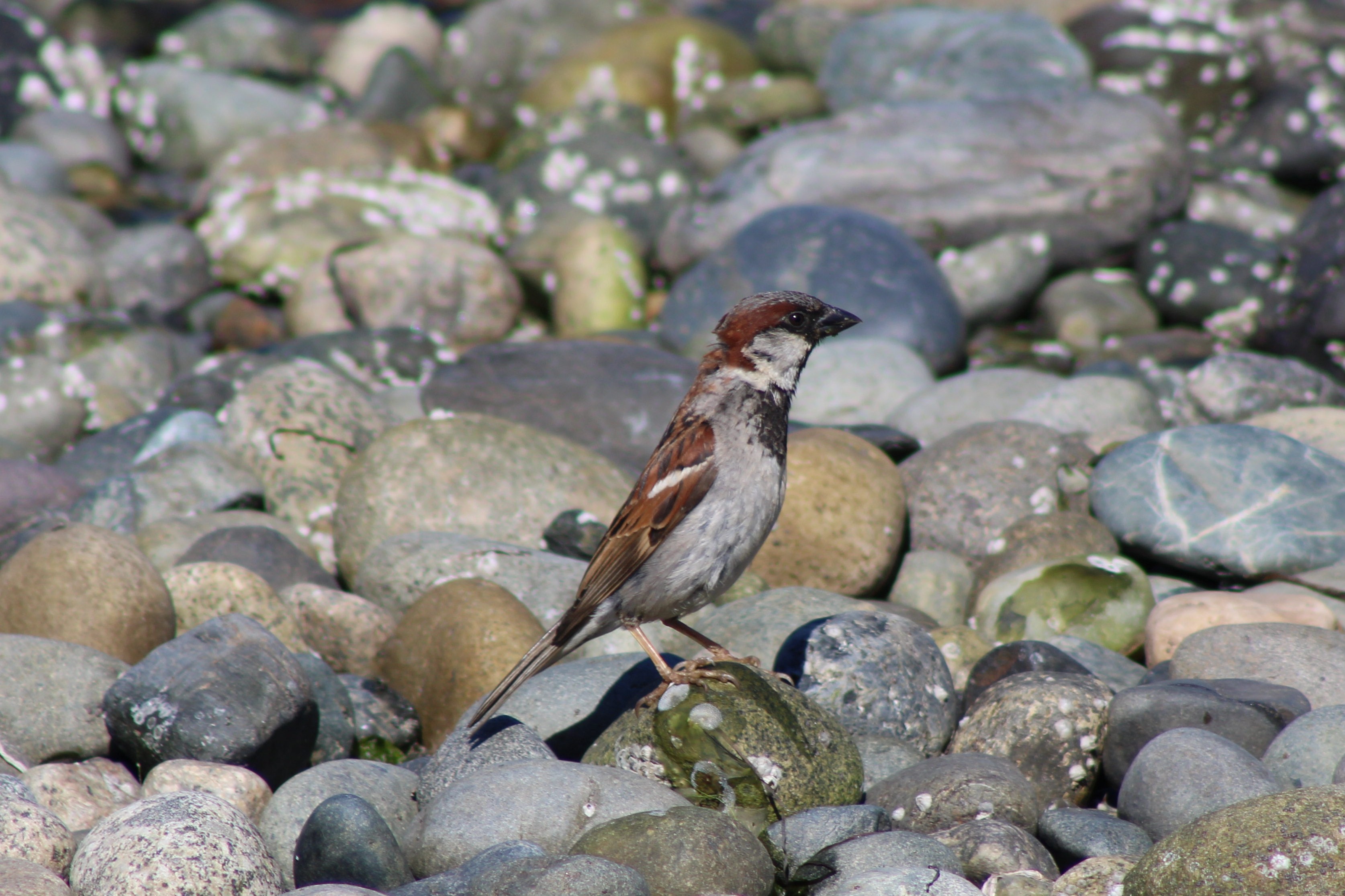 House Sparrow (Birch Bay, WA)
