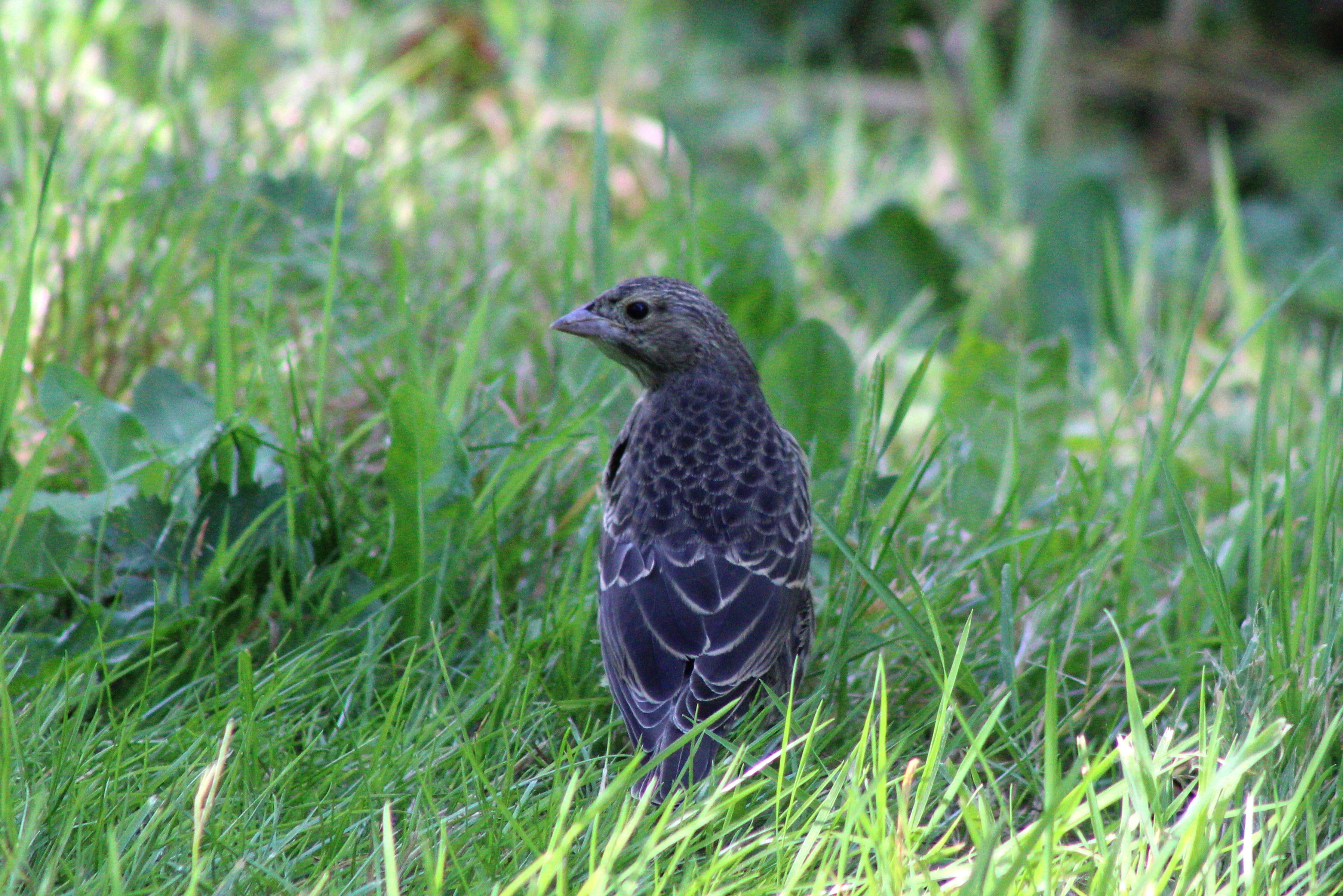Brown-headed Cowbird (Bellingham, WA)