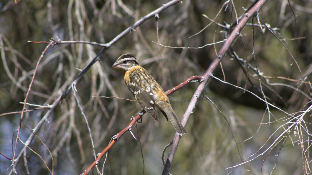 Black-headed Grosbeak (Las Vegas, NV)