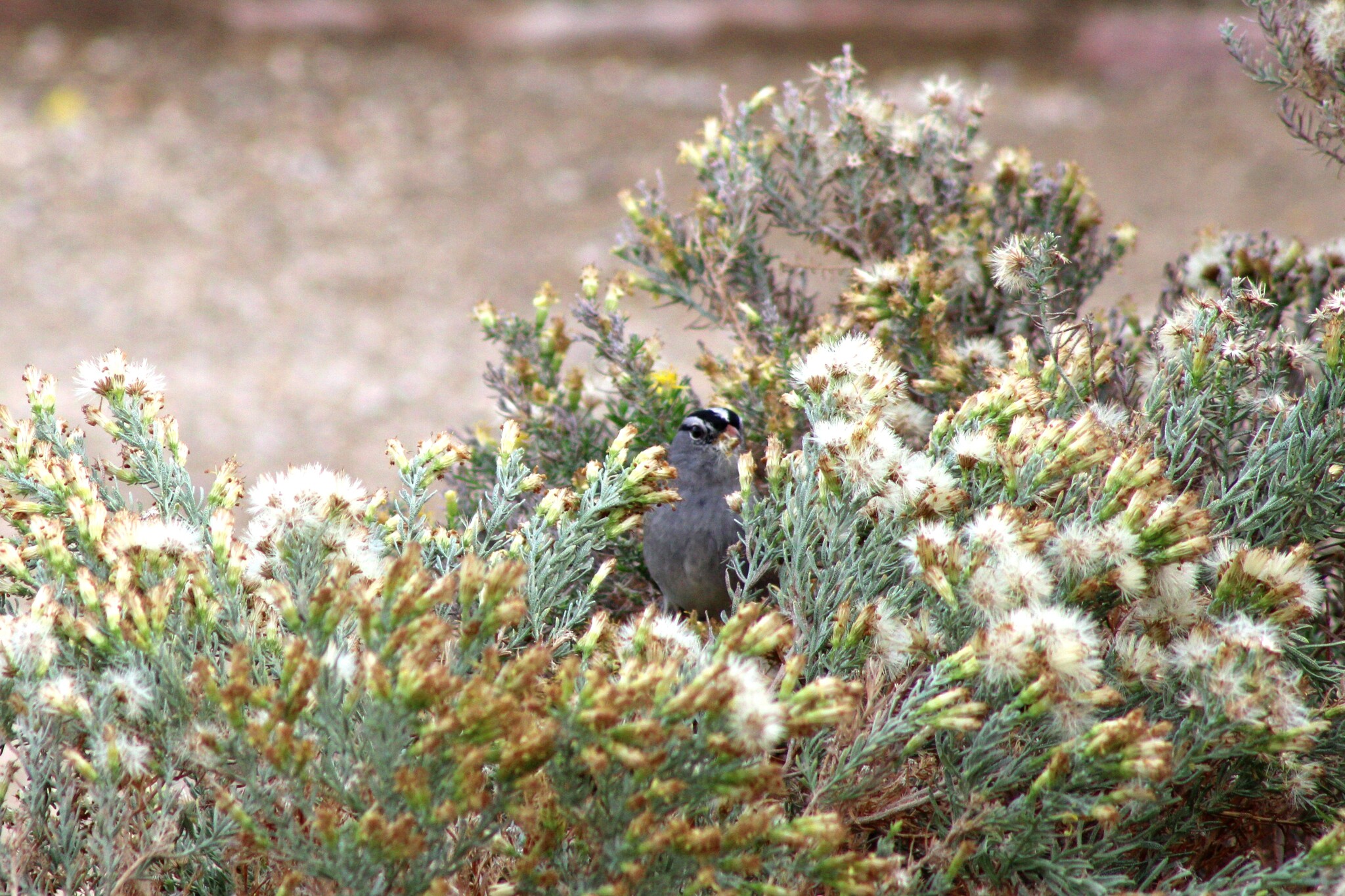 White-crowned Sparrow (Las Vegas, NV)