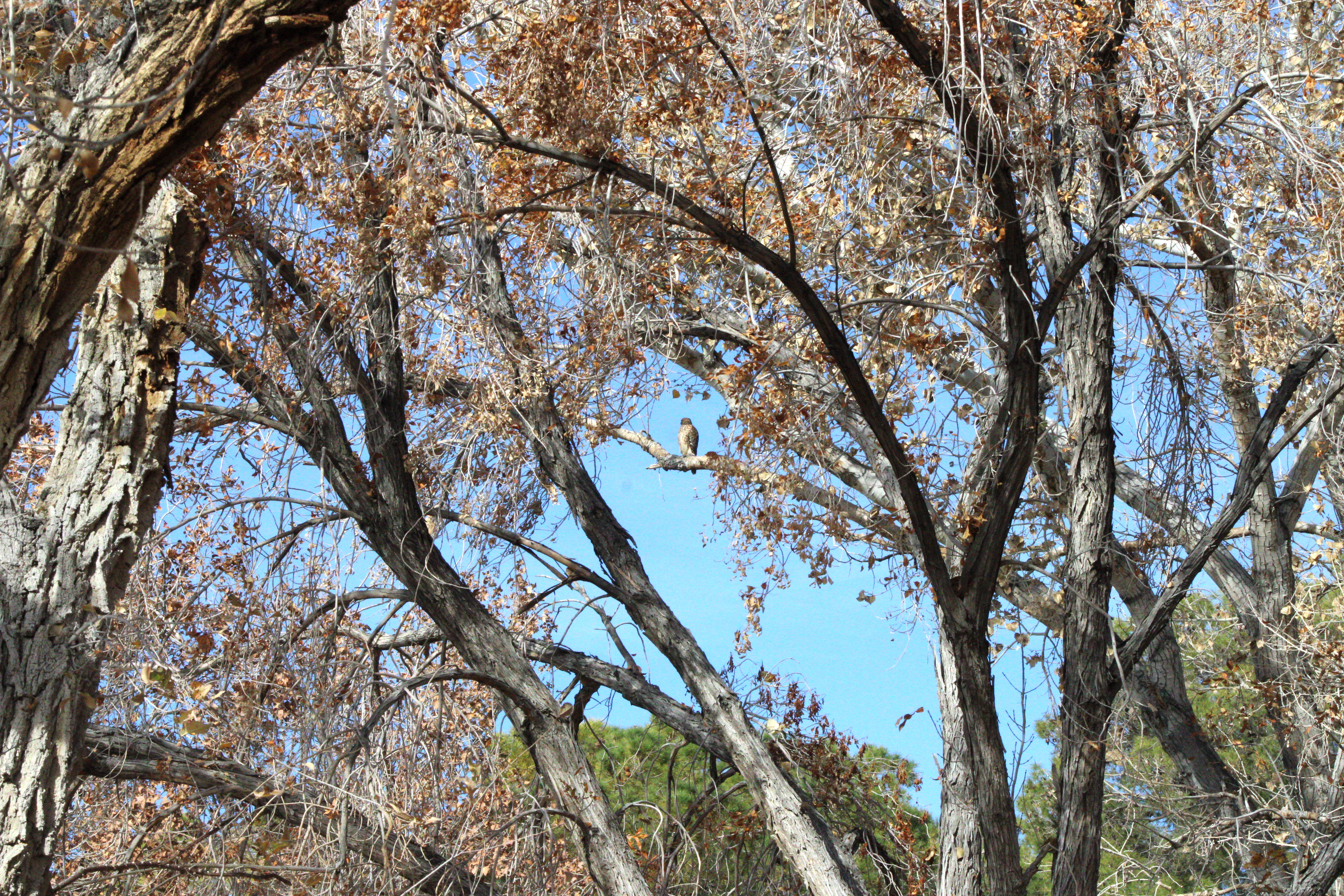 Red-shouldered Hawk (Las Vegas, NV)