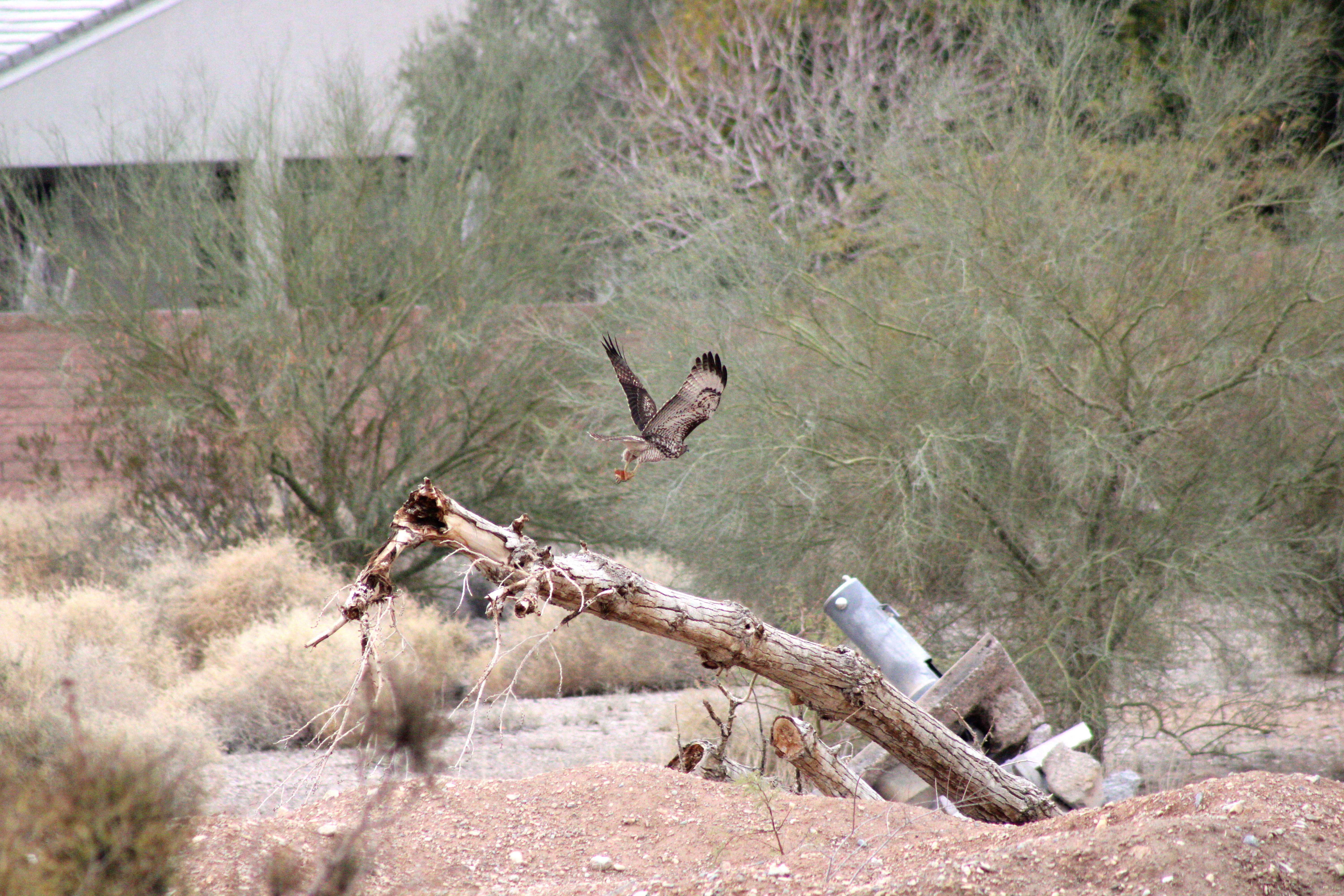 Red-tailed Hawk (Las Vegas, NV)