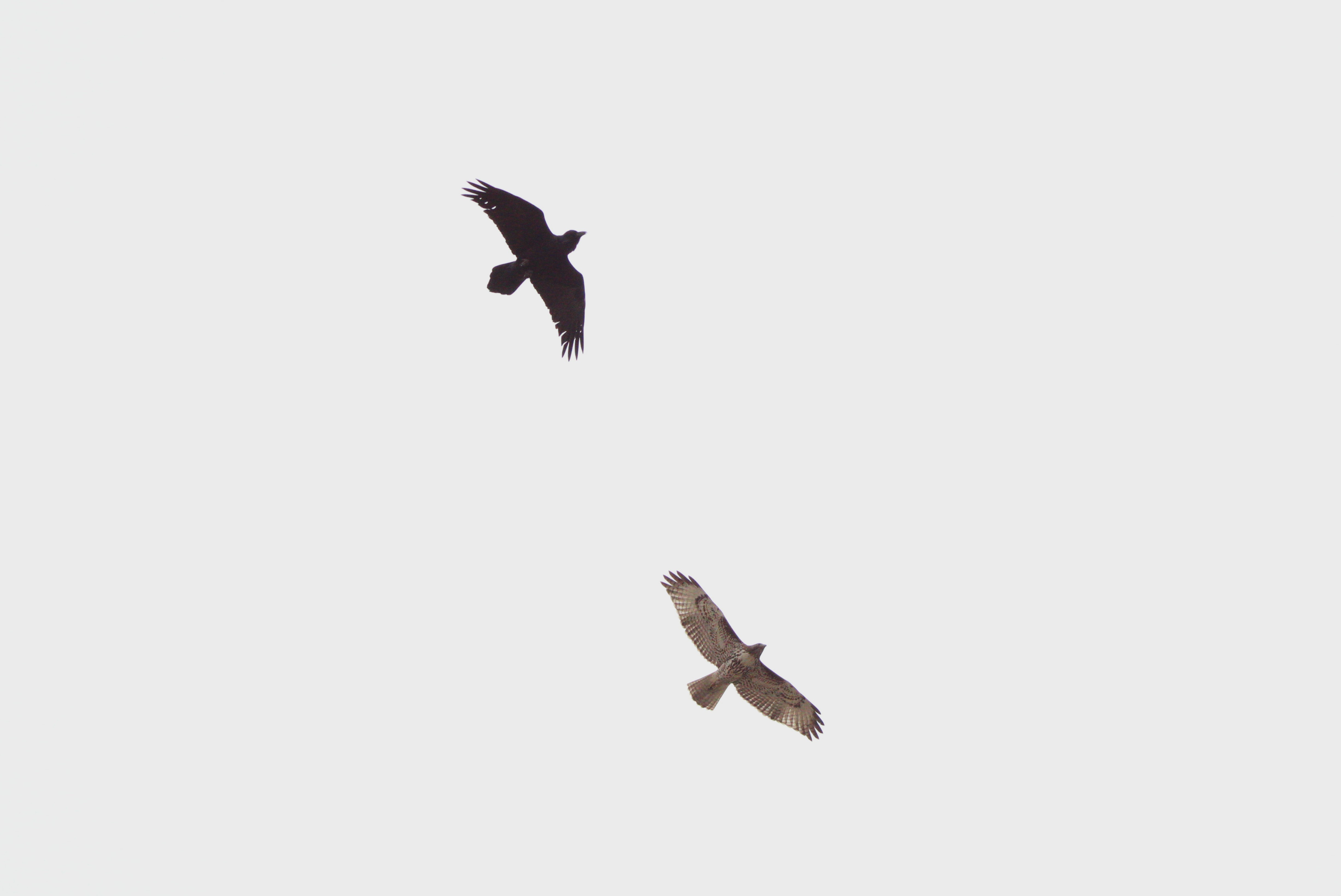 Common Raven (left), Red-tailed Hawk (right) (Las Vegas, NV)