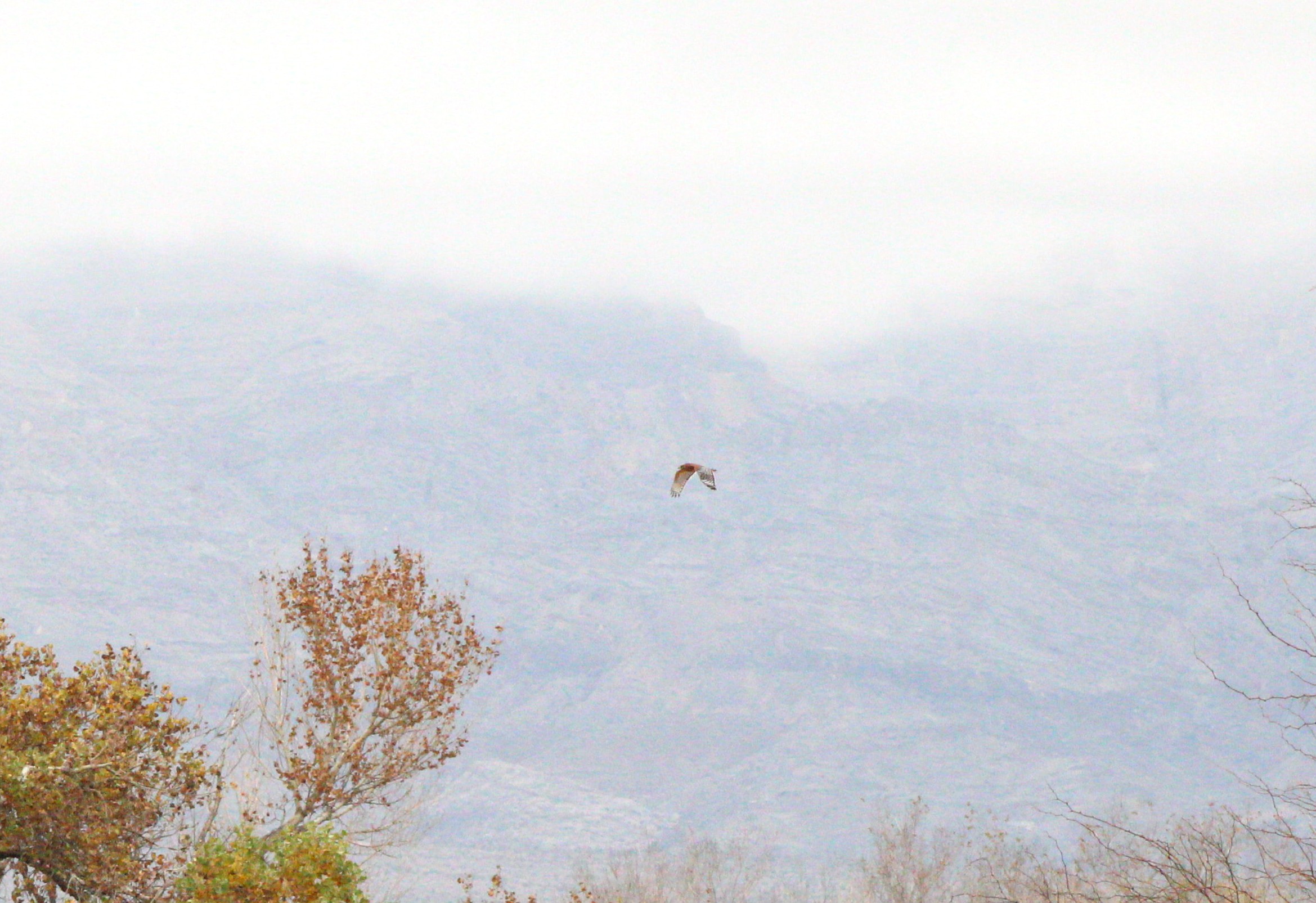 Red-shouldered Hawk (Las Vegas, NV)