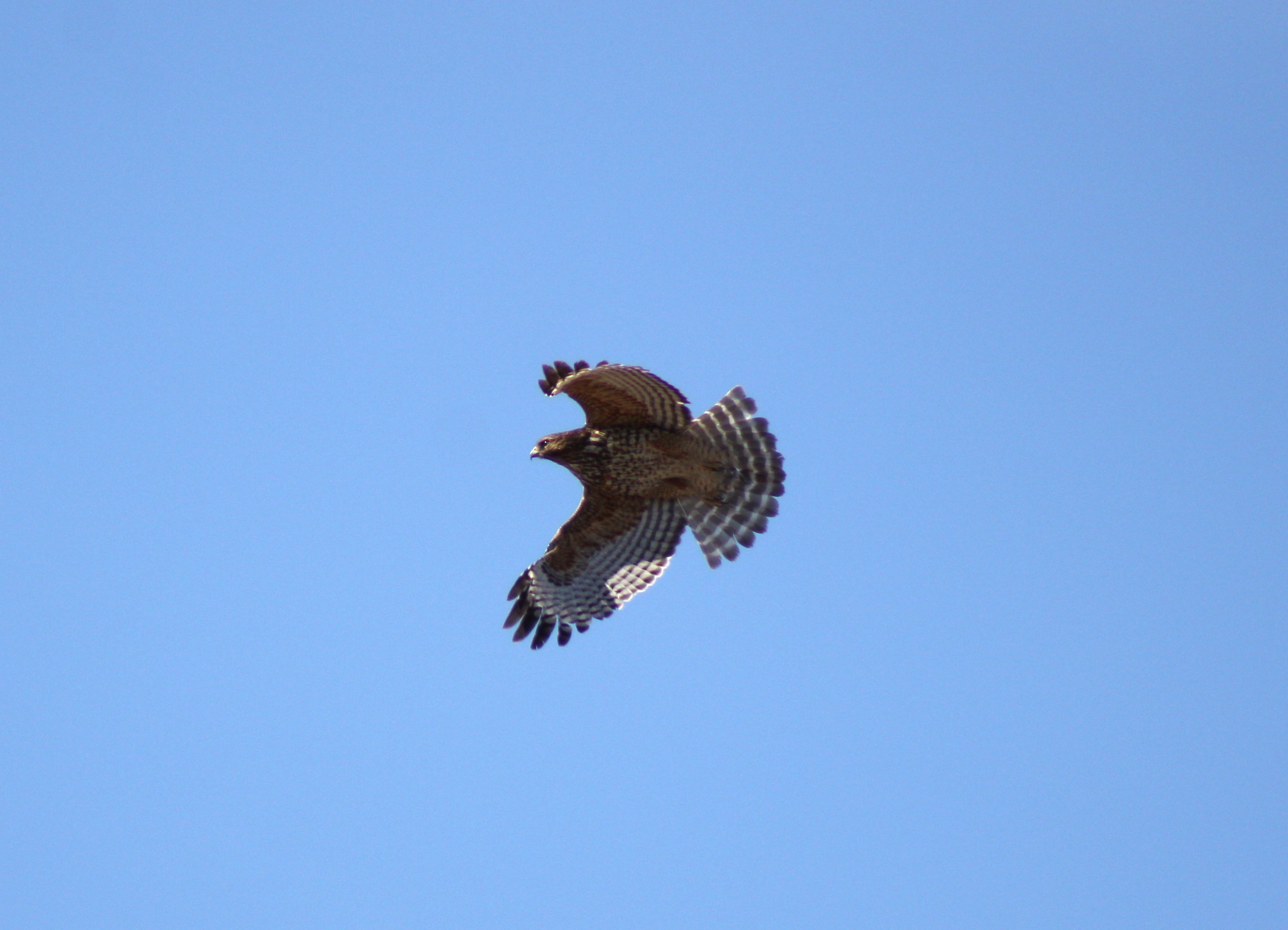 Red-shouldered Hawk (Las Vegas, NV)
