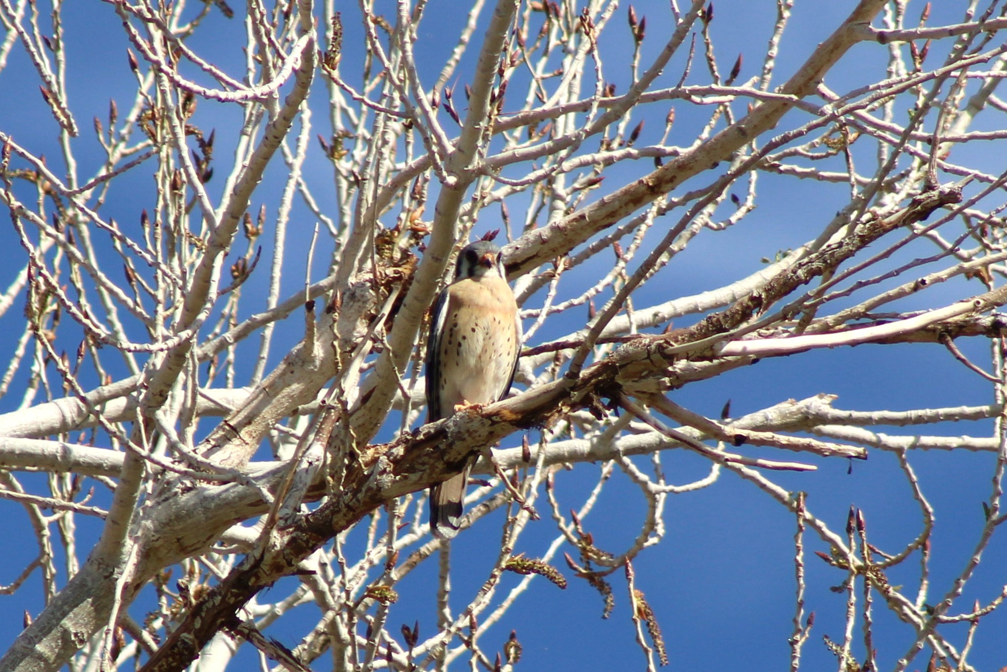 American Kestrel (Las Vegas, NV)
