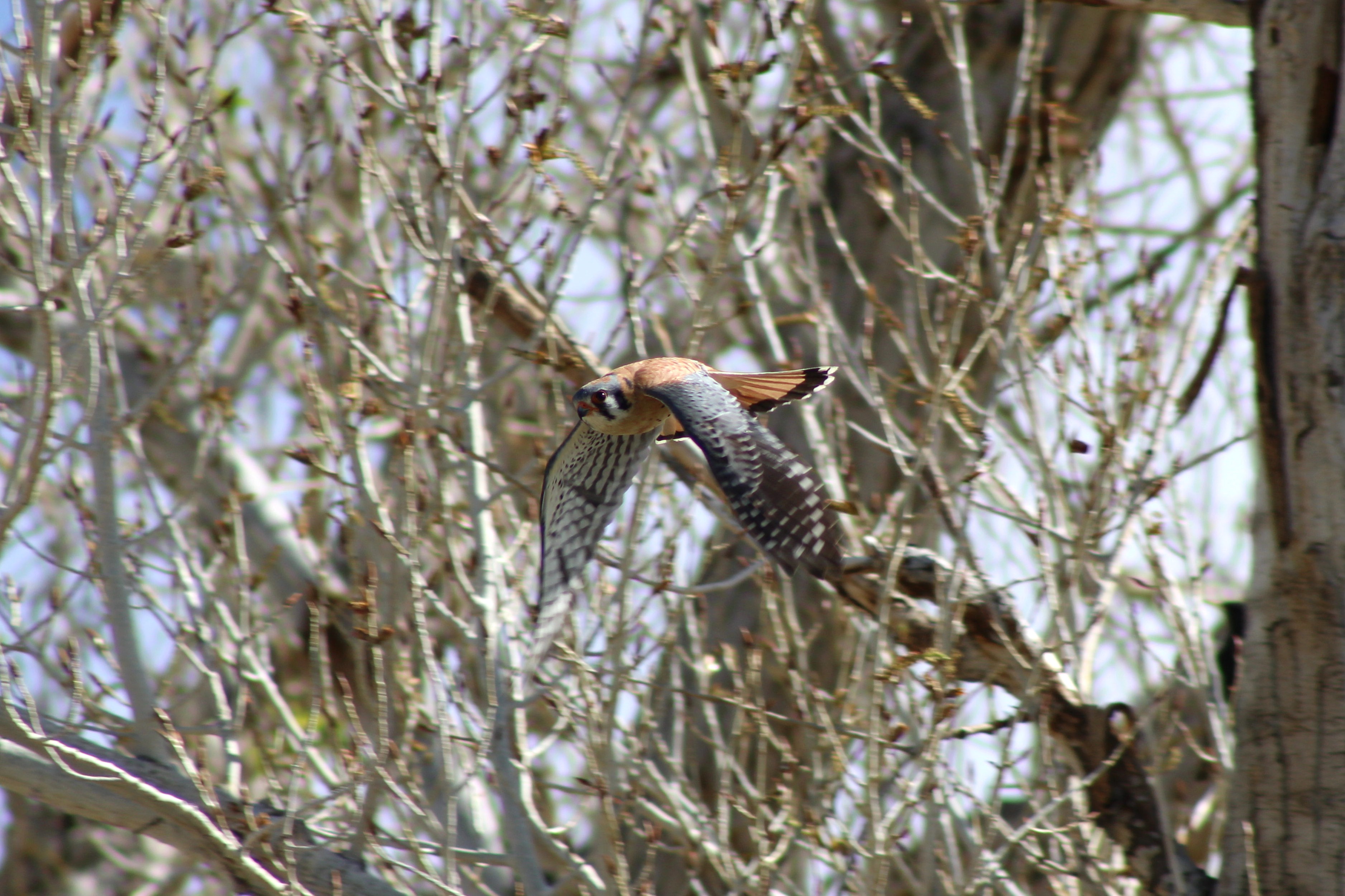 American Kestrel (Las Vegas, NV)