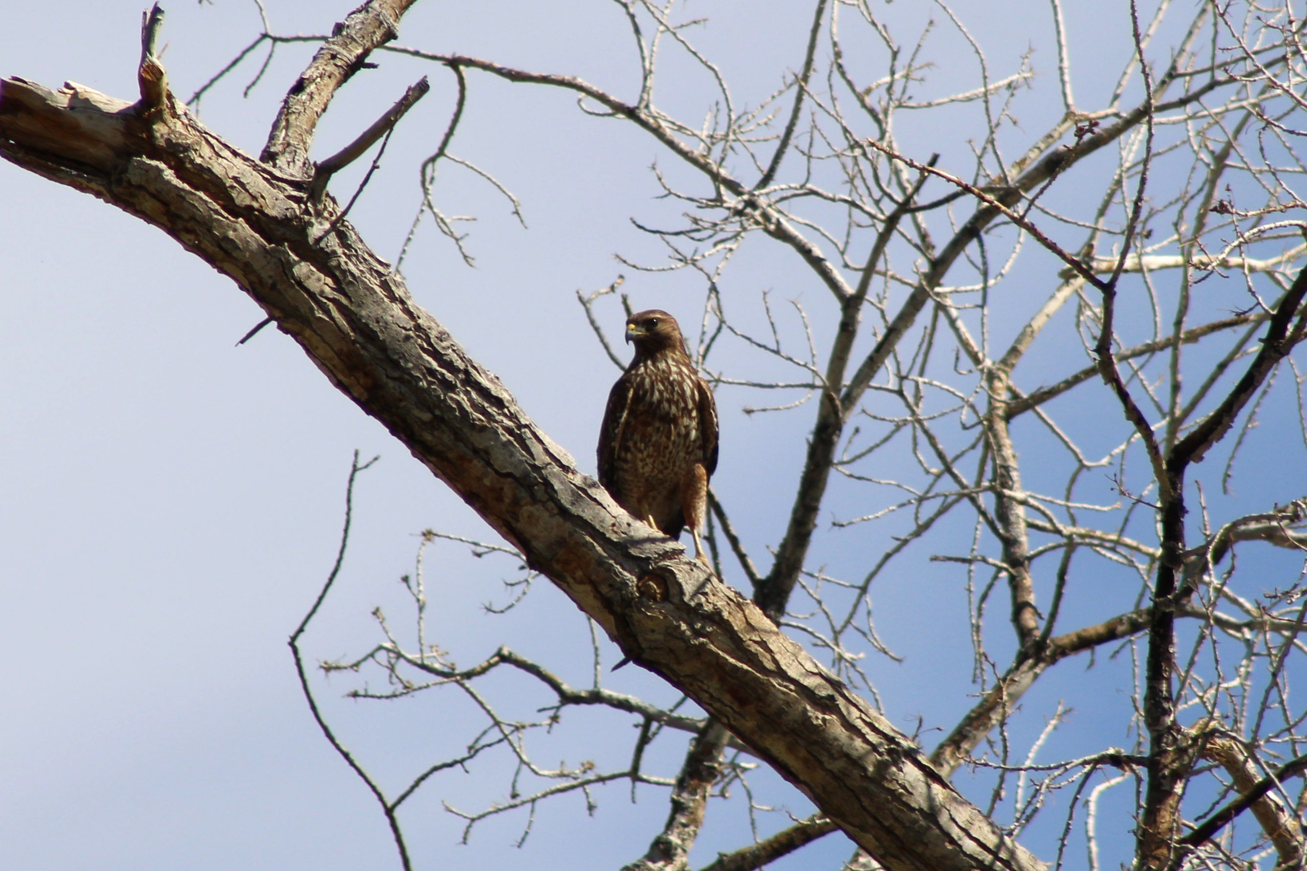 Red-shouldered Hawk (Las Vegas, NV)