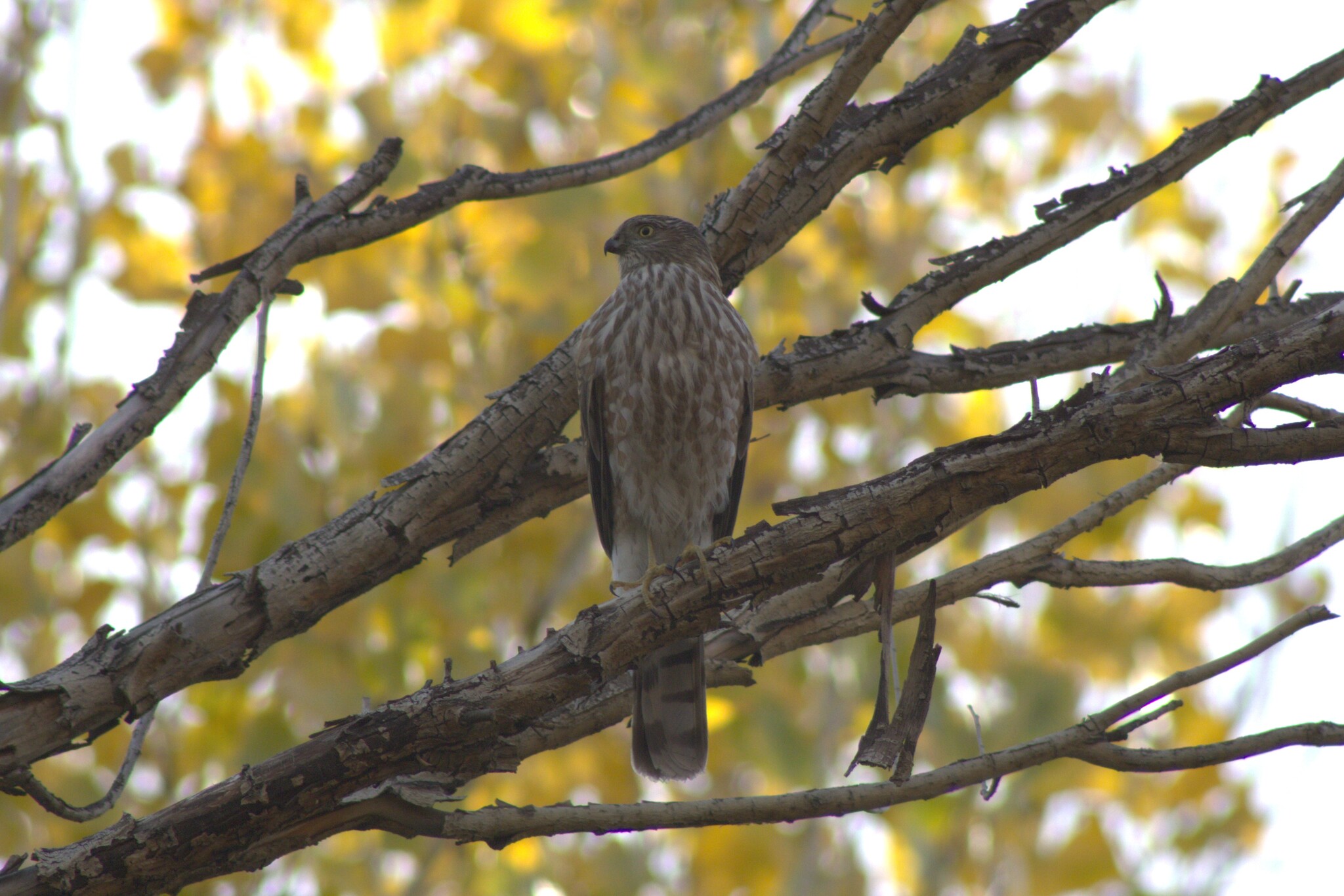 Cooper's Hawk (Las Vegas, NV)
