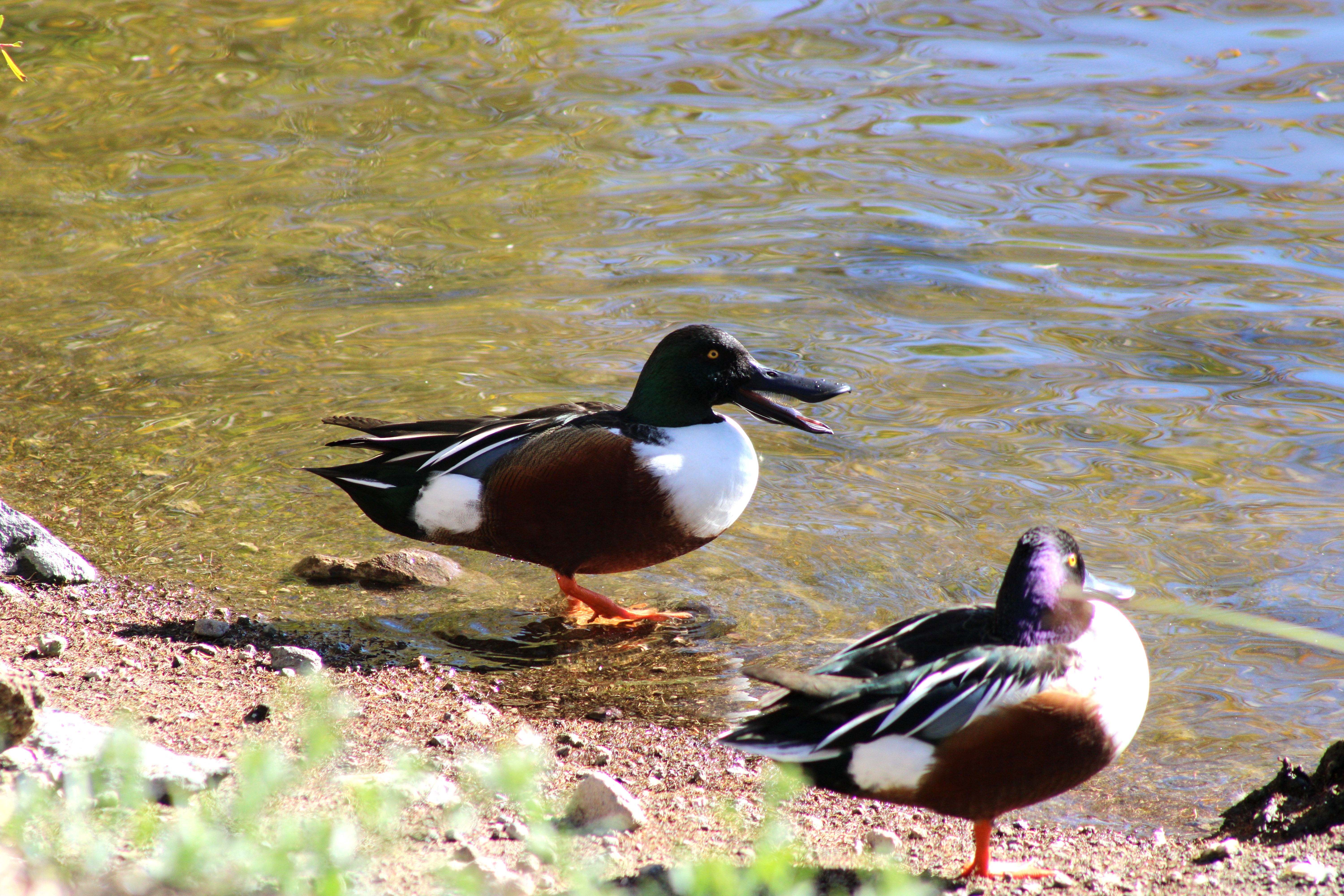 Northern Shoveler (Henderson, NV)
