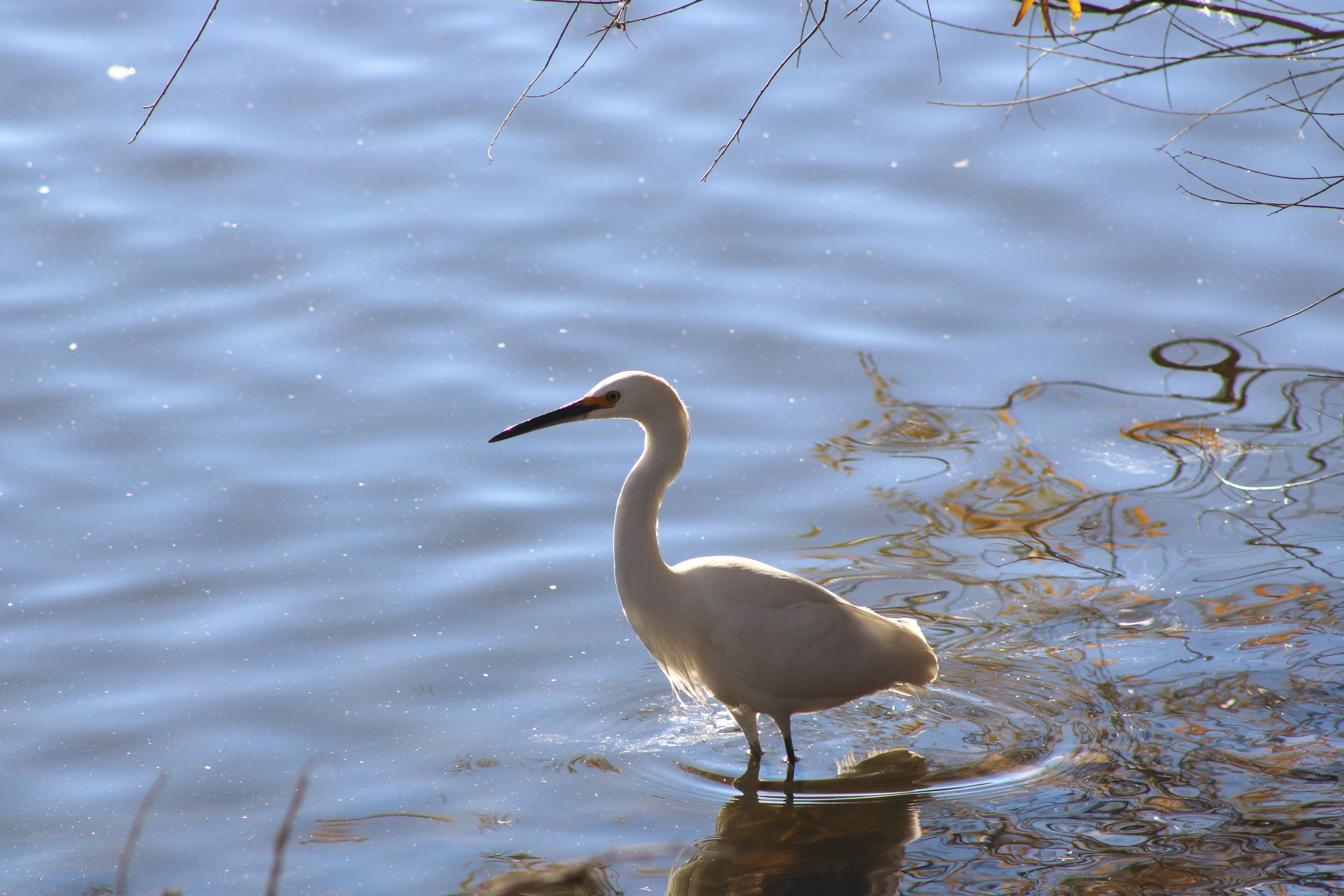 Snowy Egret glistening in the sun (Henderson, NV)