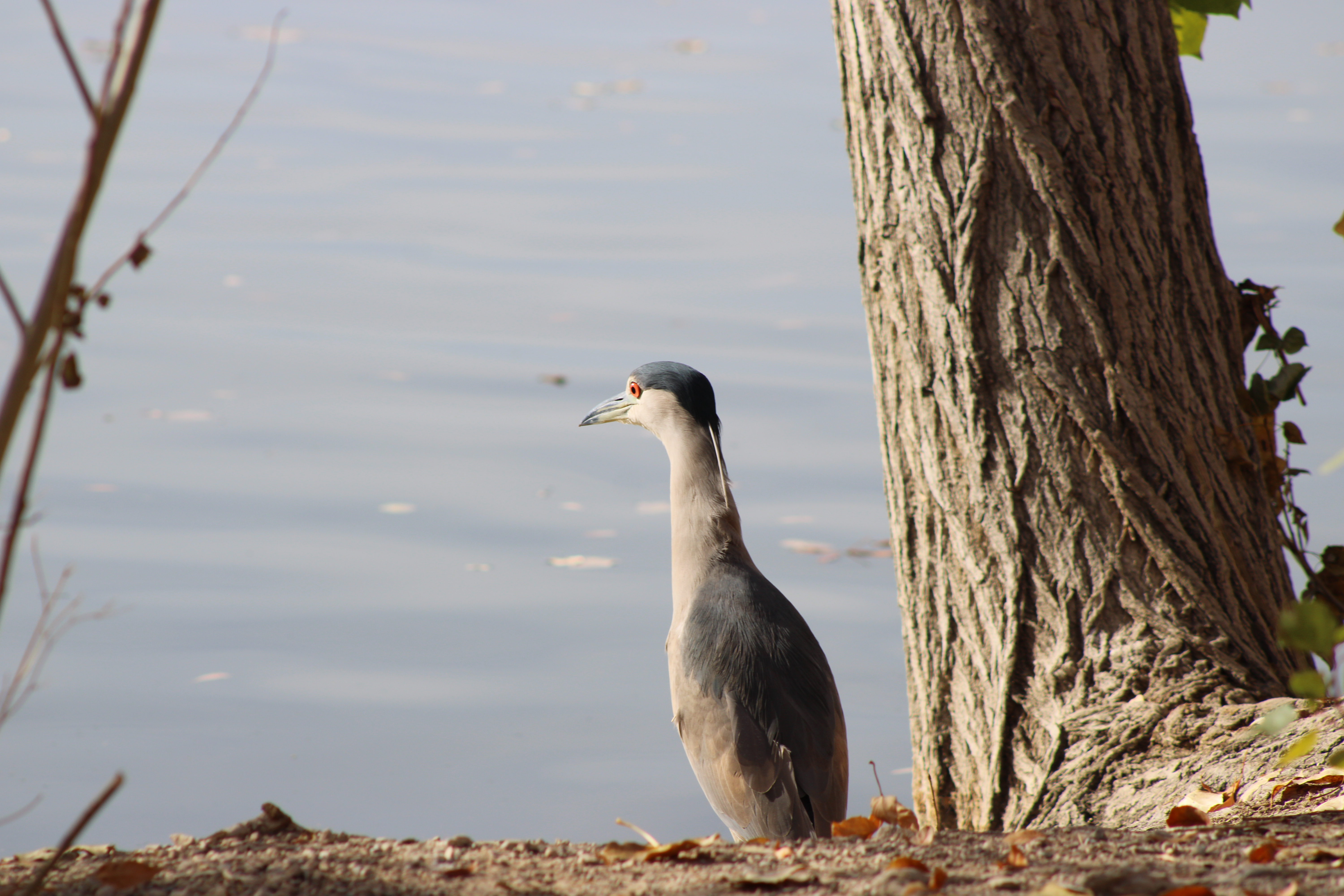 Black-crowned Night Heron (Las Vegas, NV)