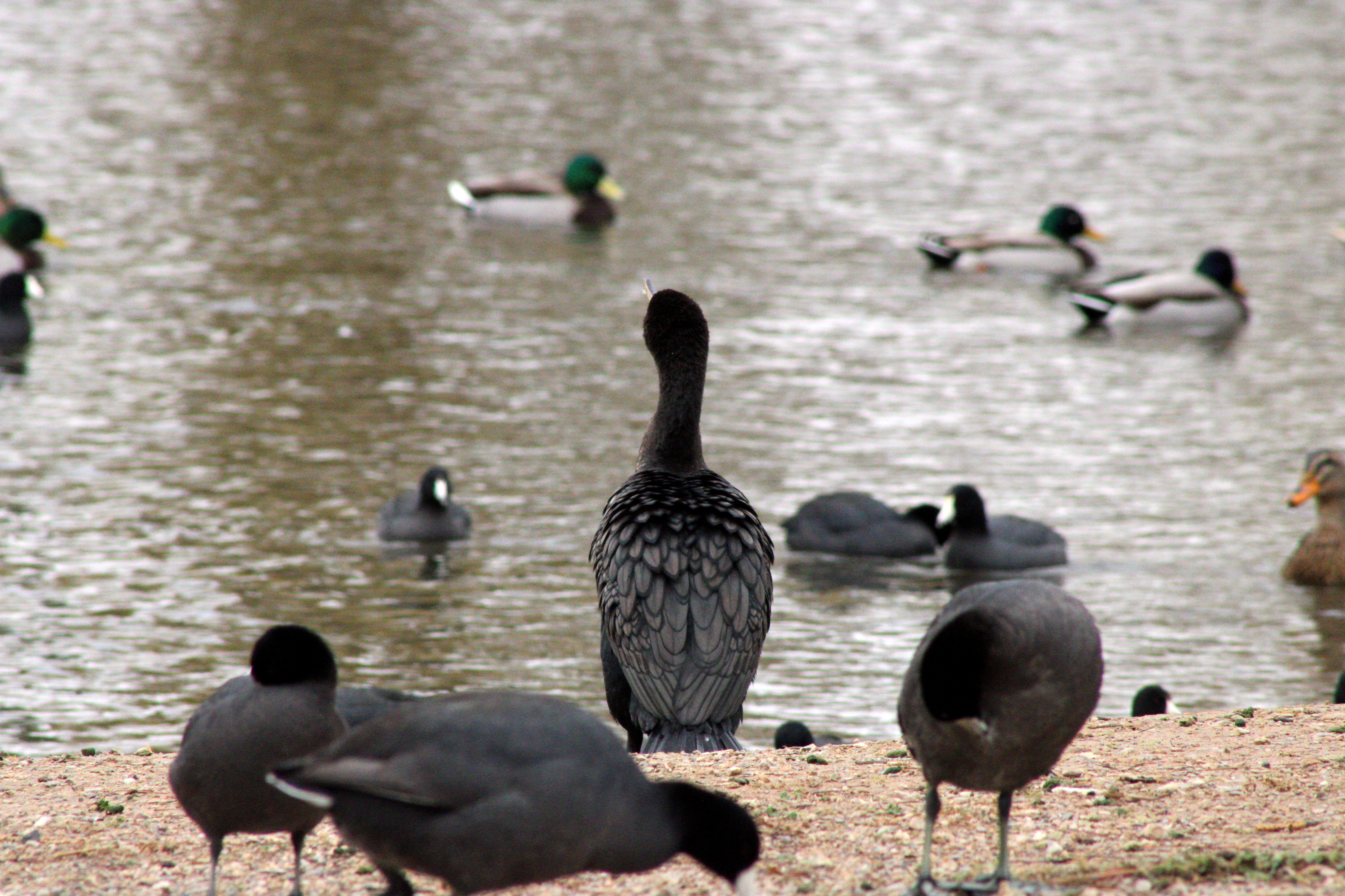 Double-crested Cormorant (Las Vegas, NV)