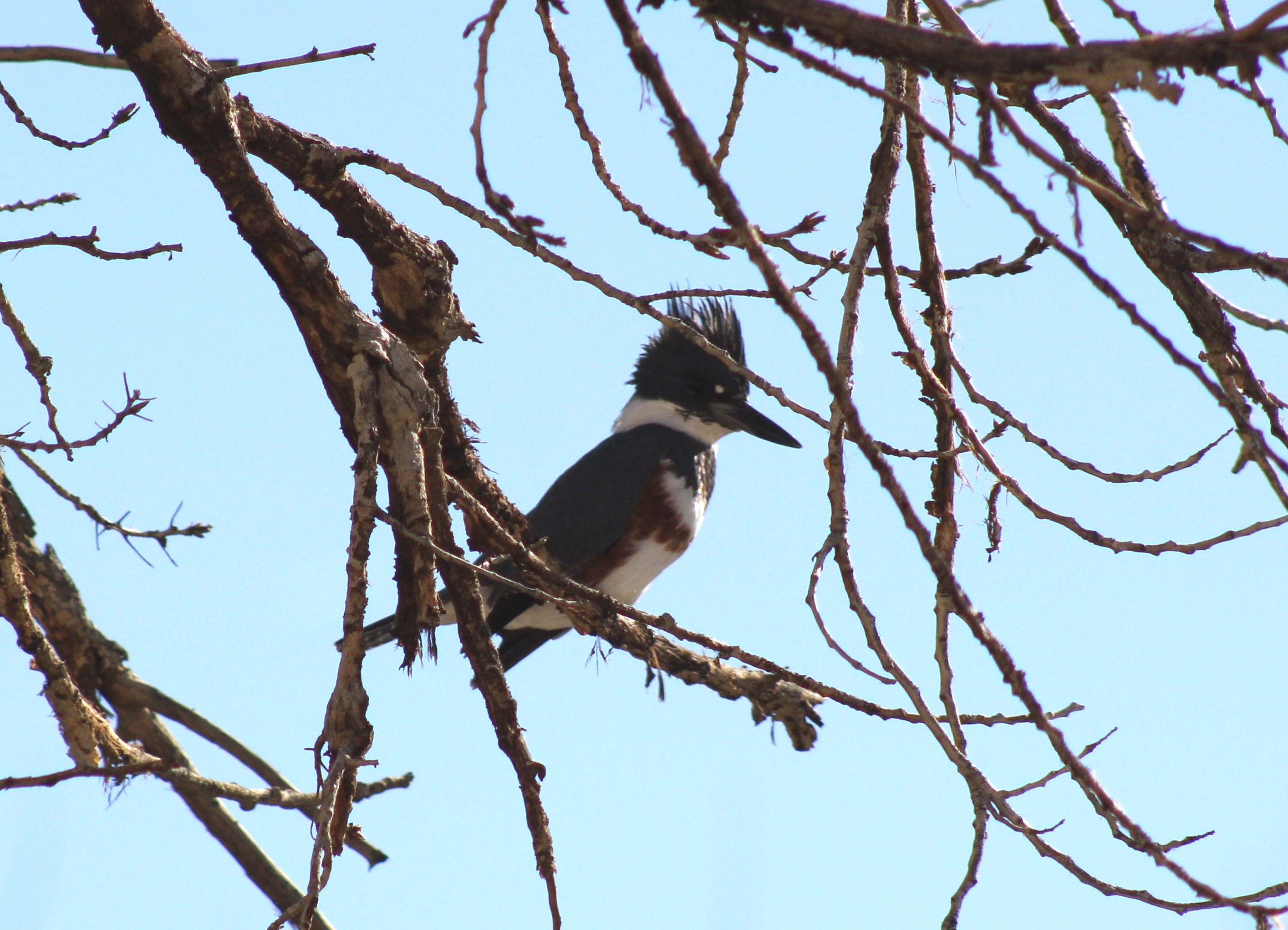 Belted Kingfisher (Las Vegas, NV)