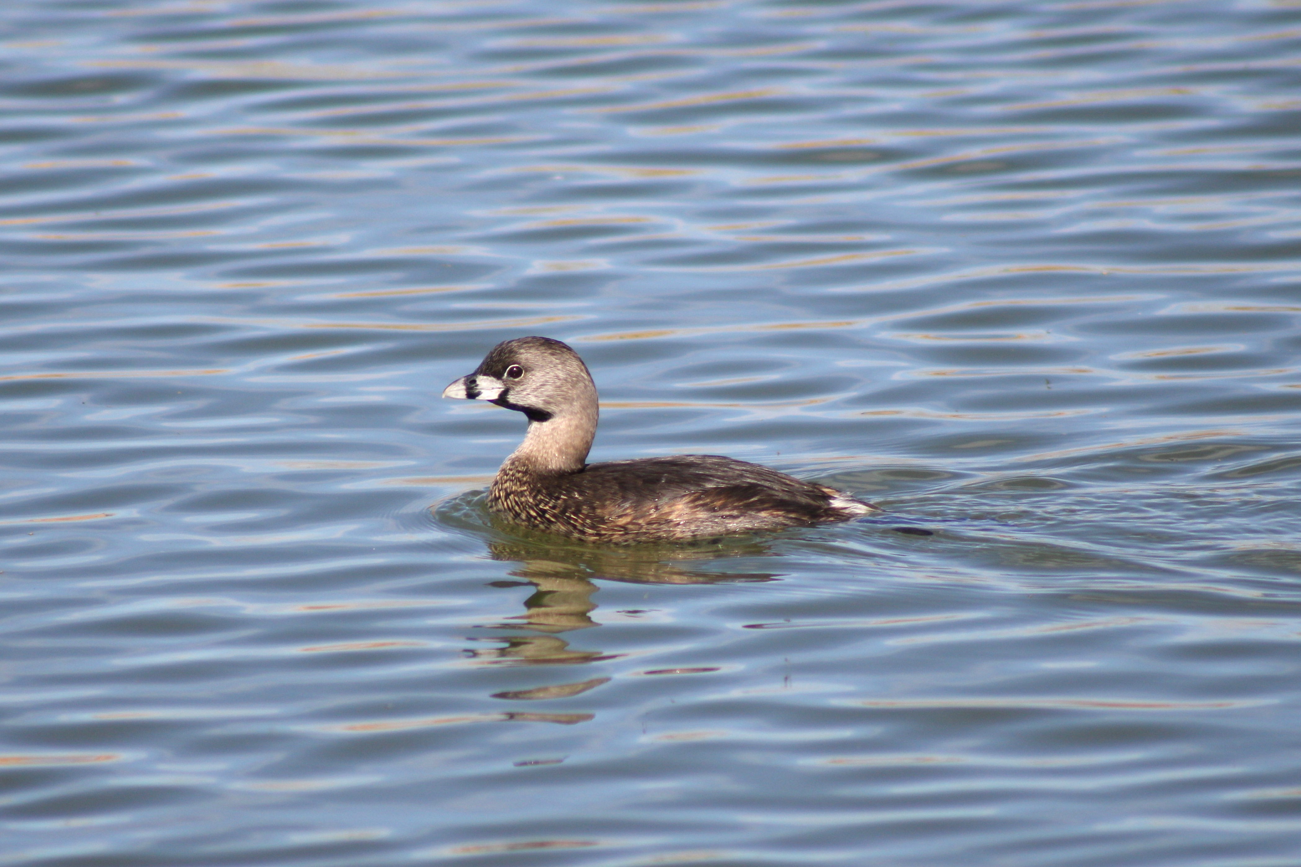 Pied-billed Grebe (Las Vegas, NV)