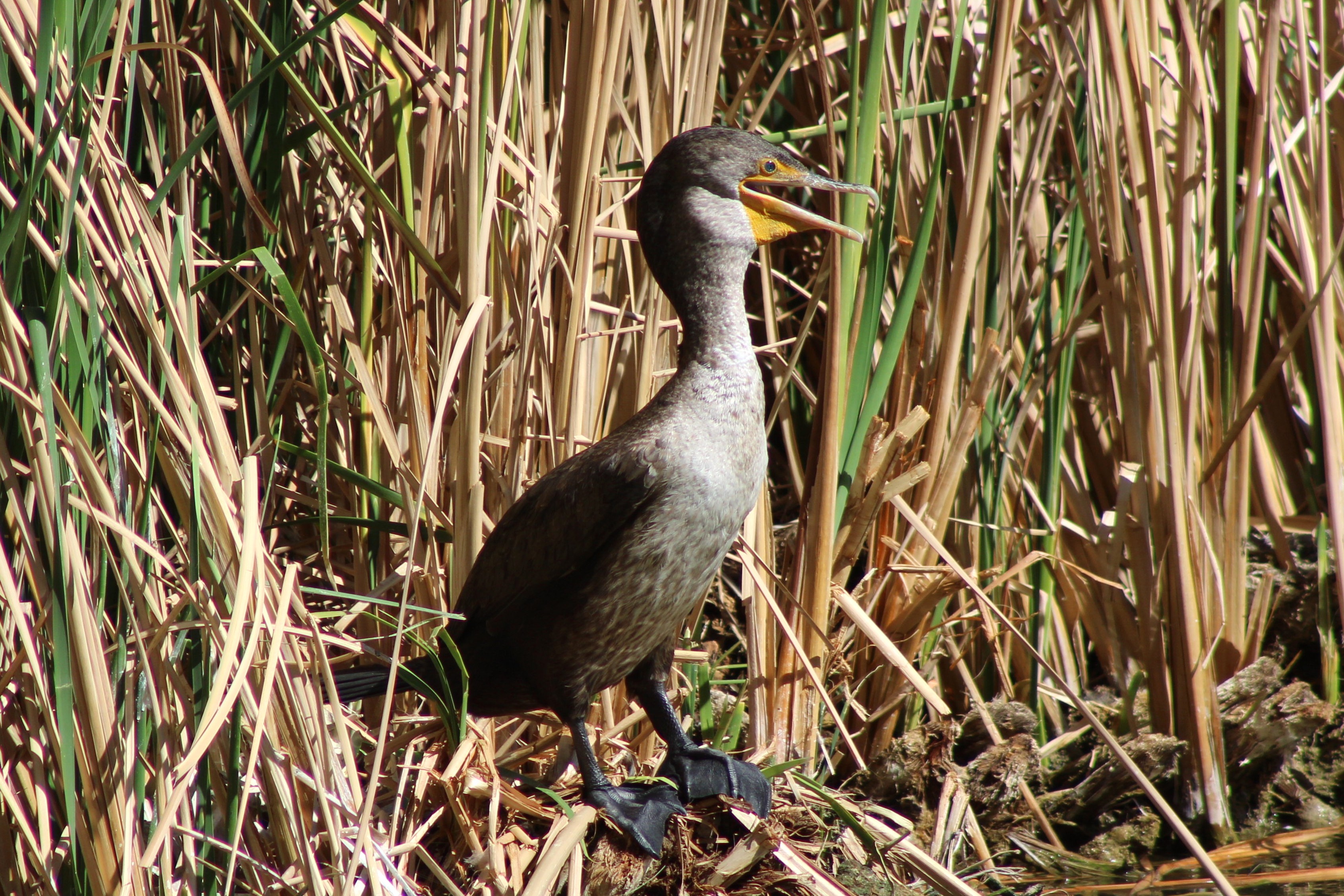 Double-crested Cormorant (Las Vegas, NV)