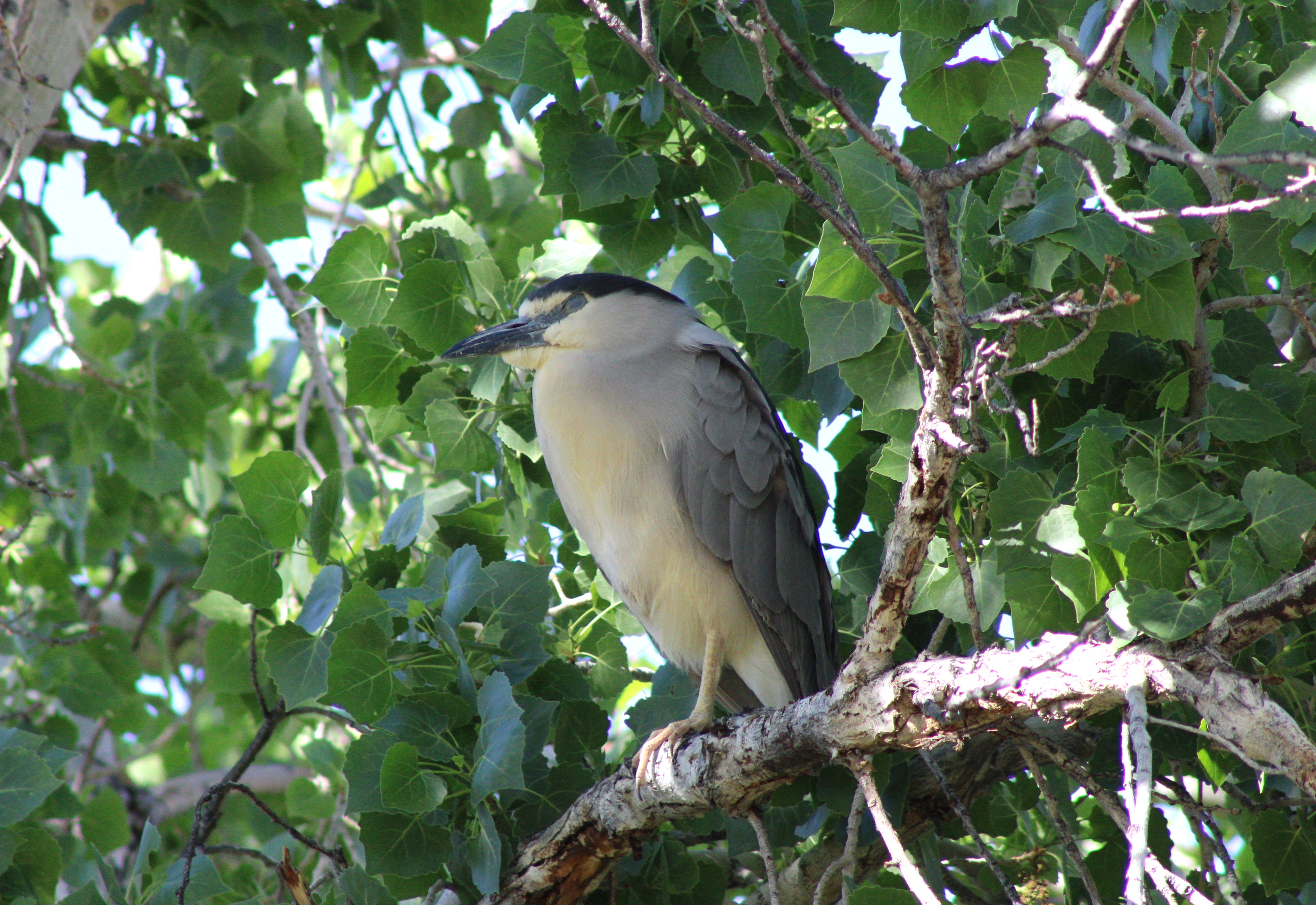 Black-crowned Night Heron (Las Vegas, NV)