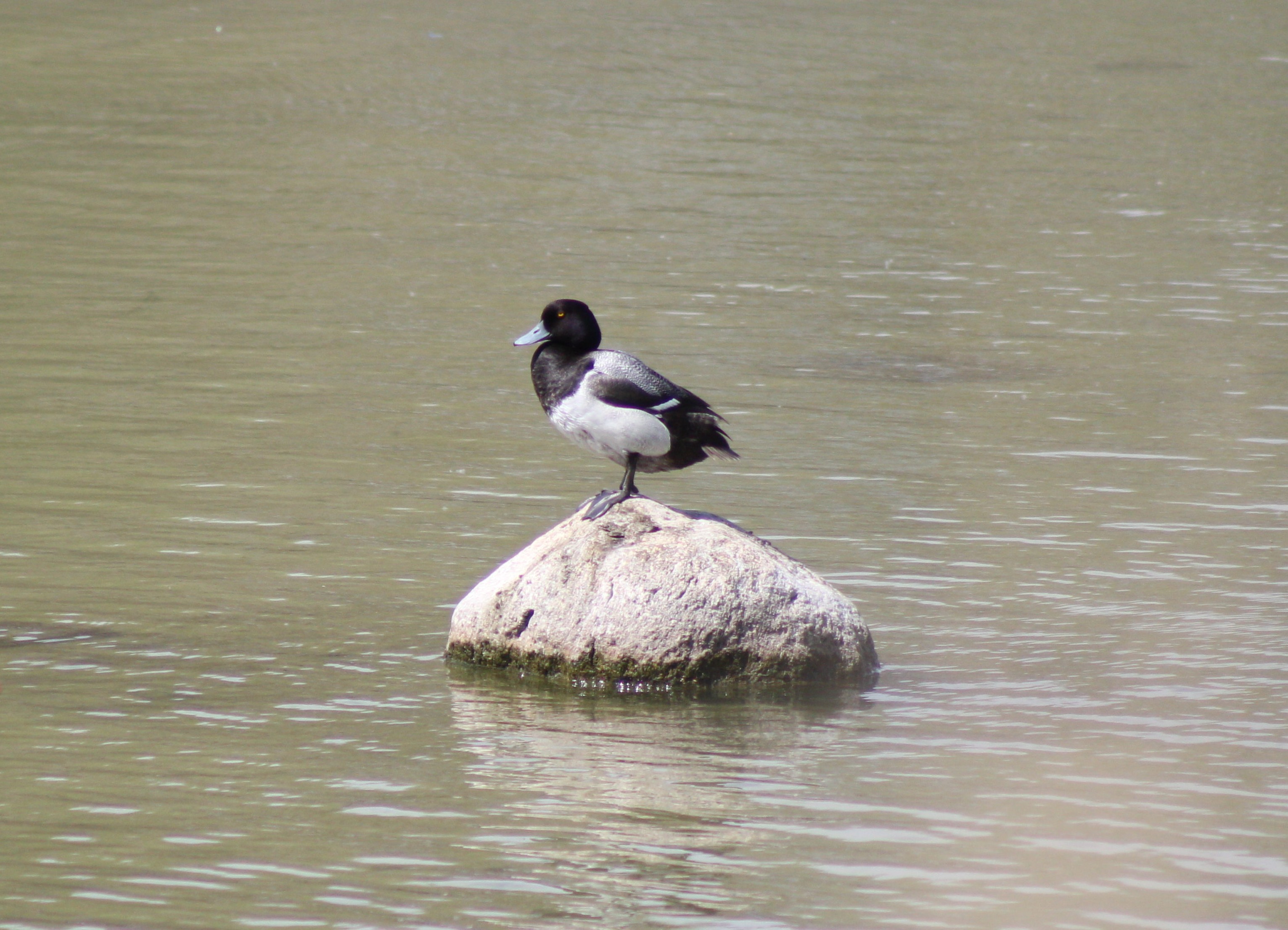 Lesser Scaup