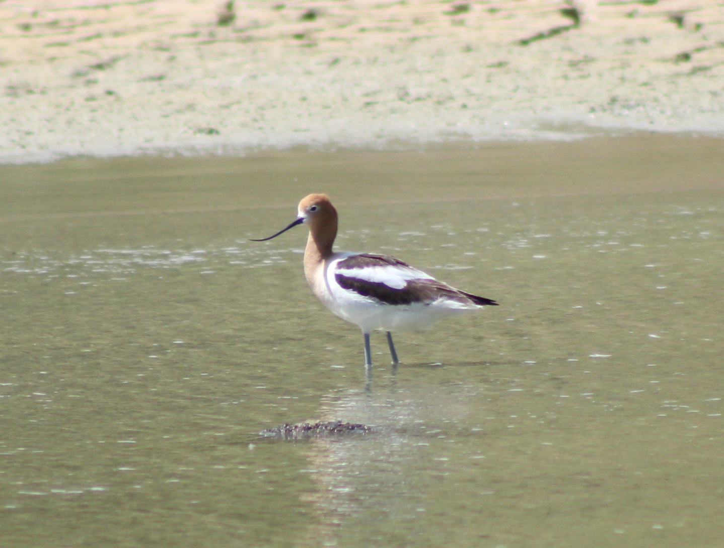 American Avocet (Henderson, NV)
