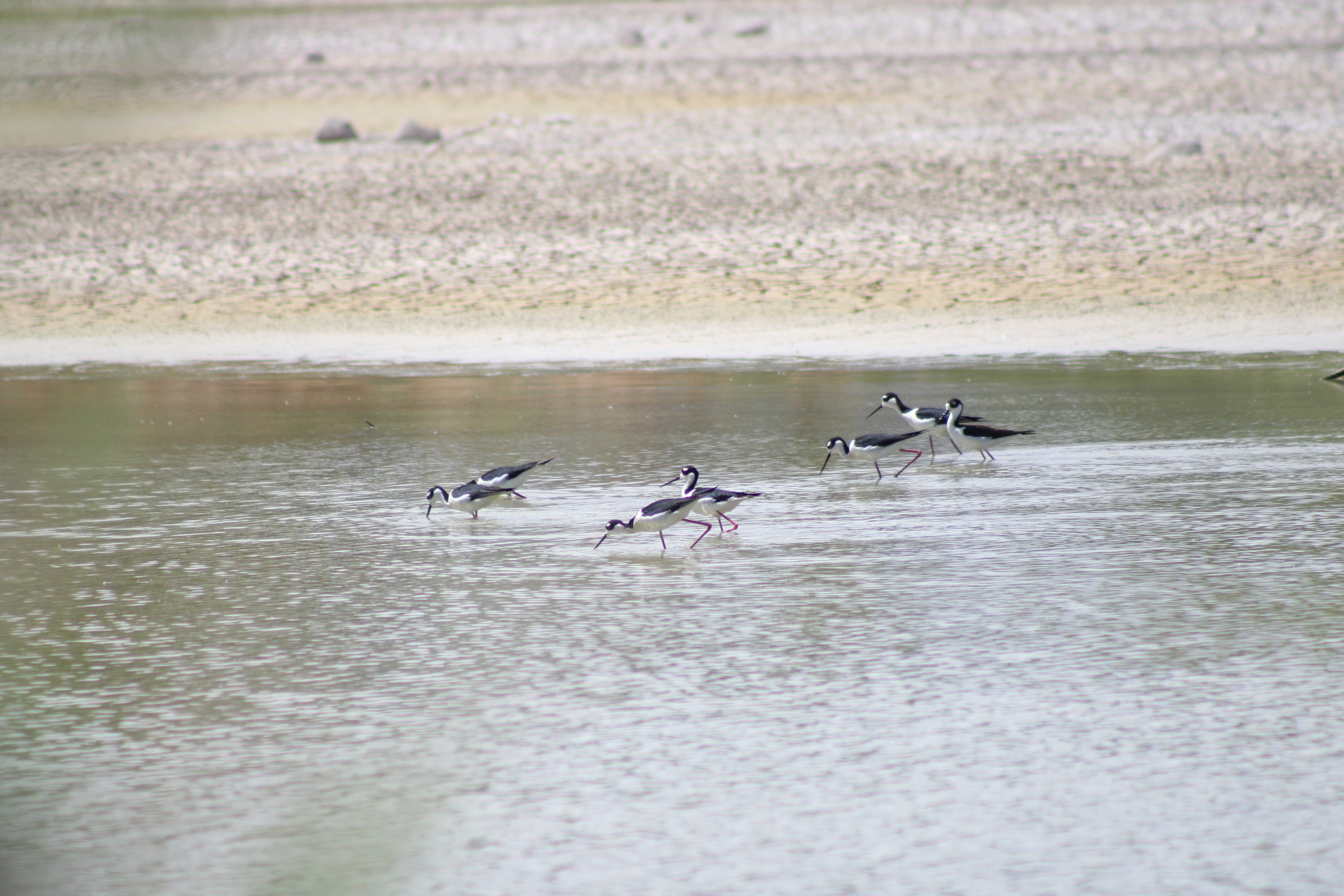Black-necked Stilt (Henderson, NV)