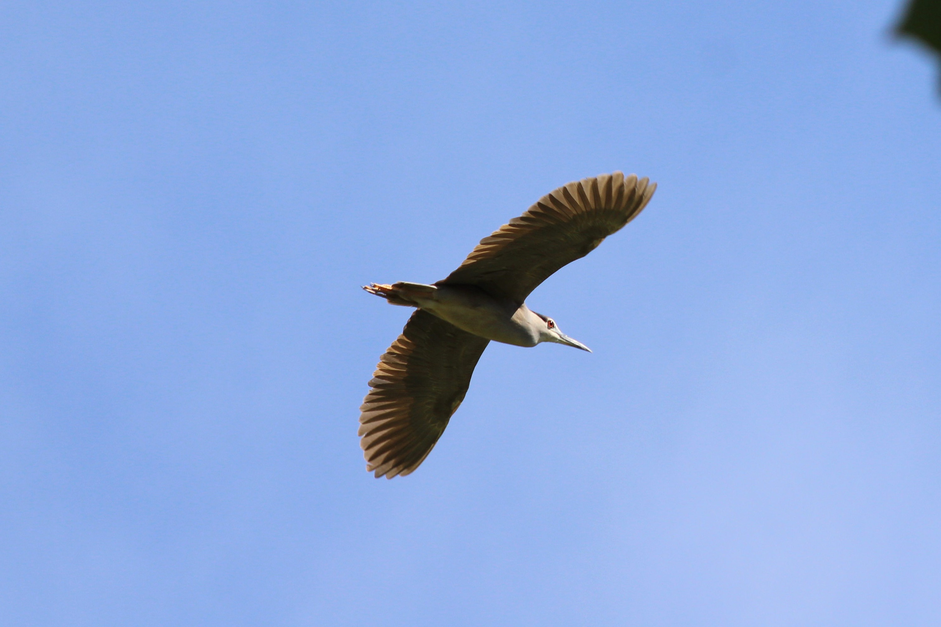 Black-crowned Night Heron (Las Vegas, NV)