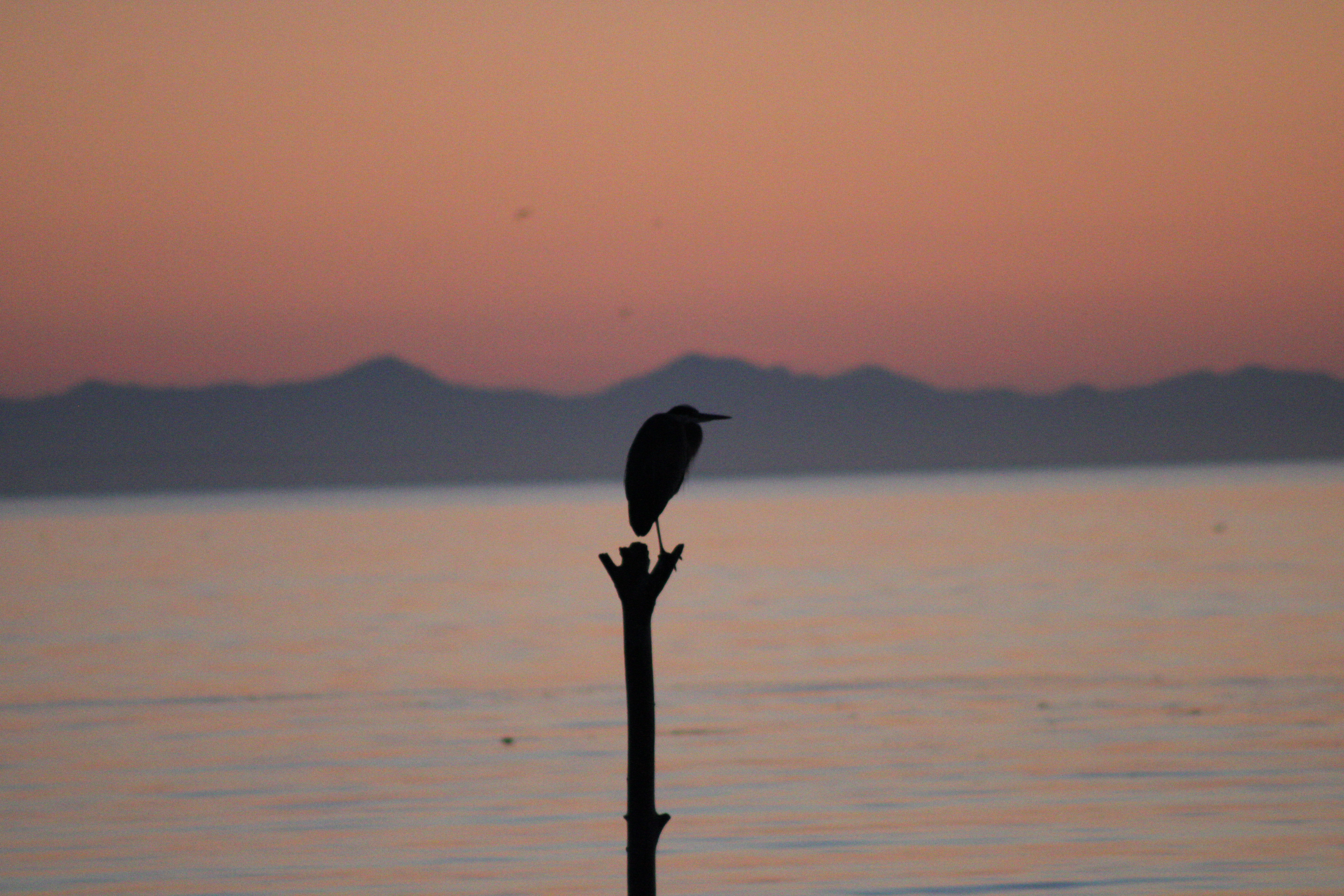 Great Blue Heron (Birch Bay, WA)