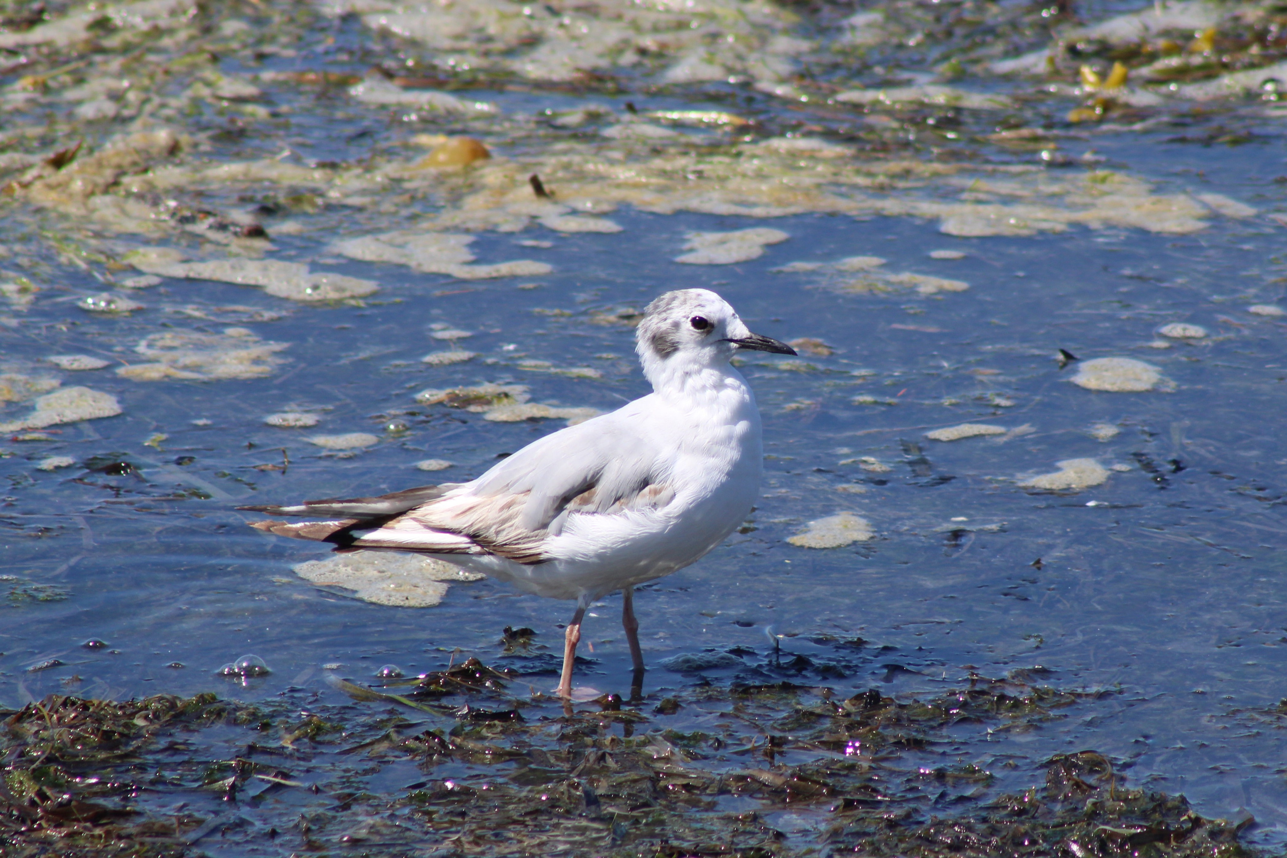 Bonaparte's Gull (Birch Bay, WA)
