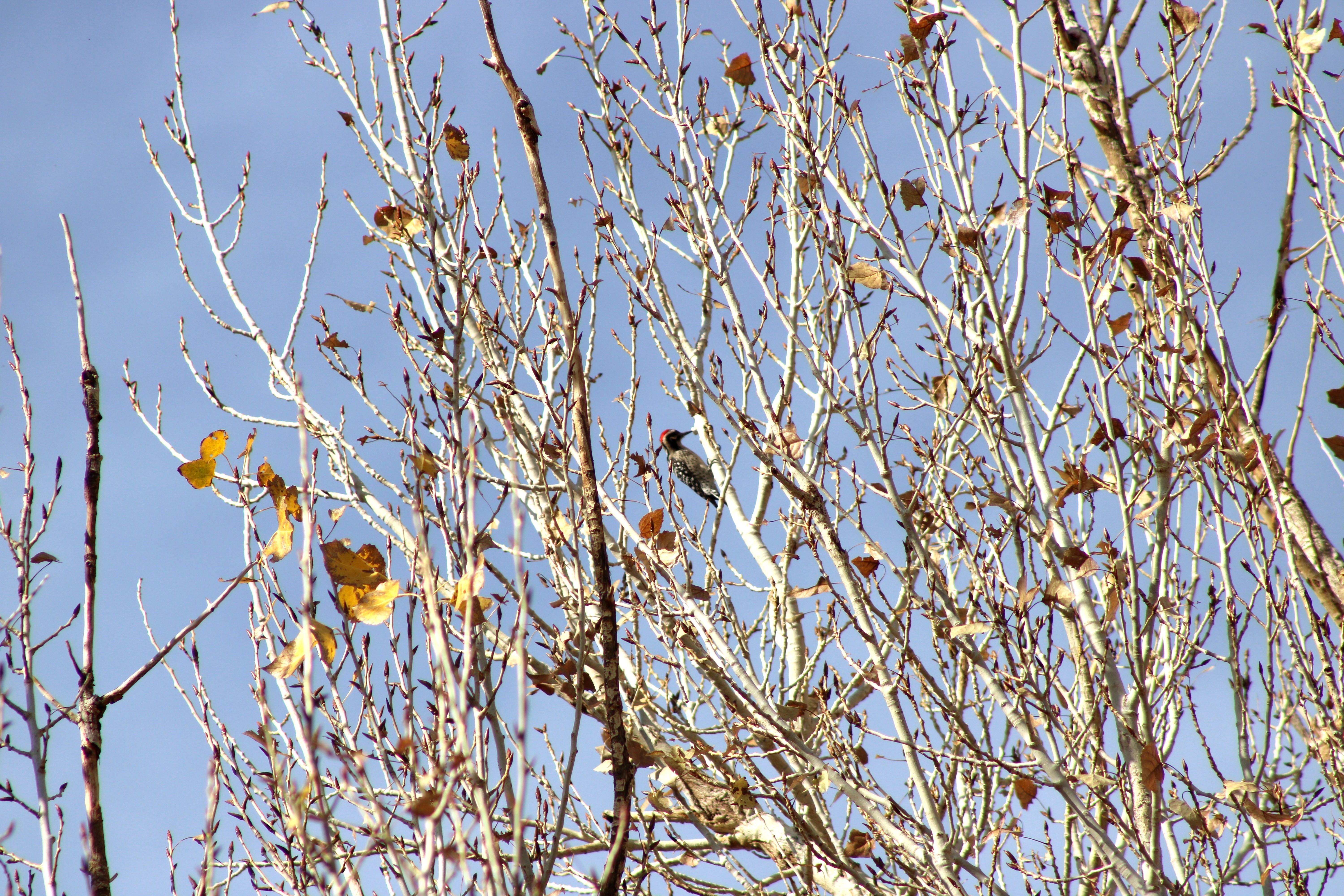 Ladder-backed Woodpecker (Las Vegas, NV)