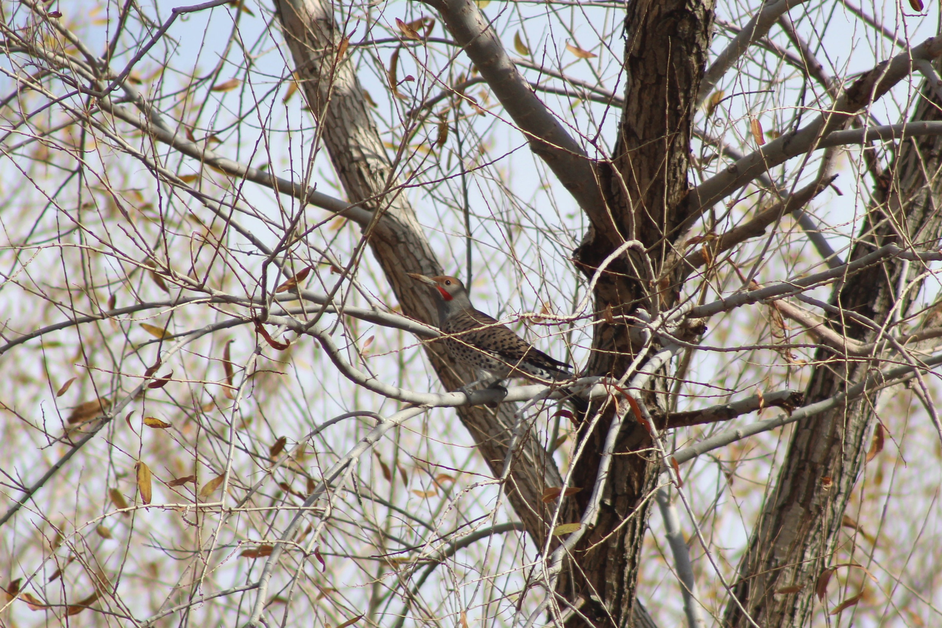 Northern Flicker (Henderson, NV)