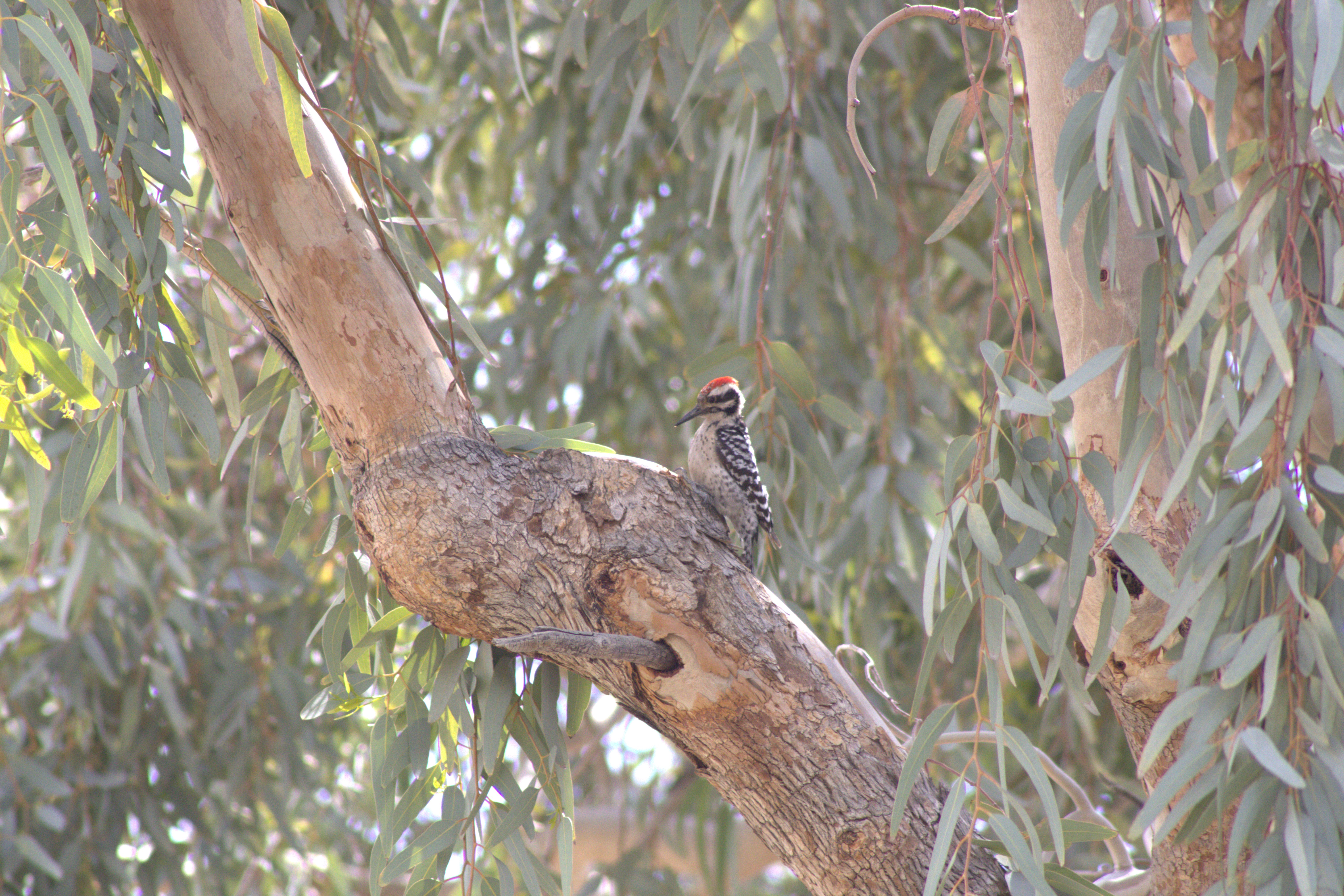 Ladder-backed Woodpecker (Las Vegas, NV)