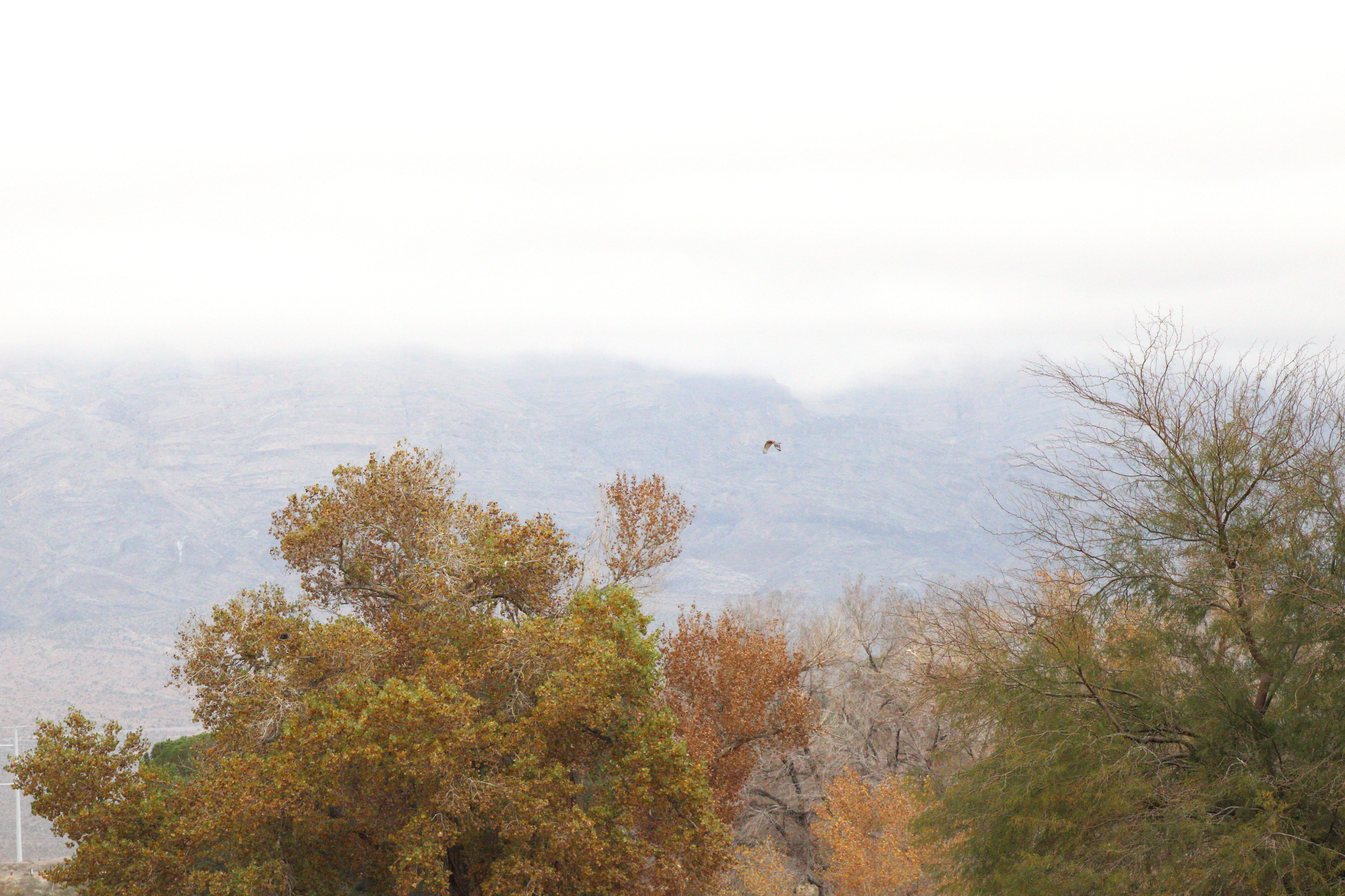 Red-shouldered Hawk (Las Vegas, NV)