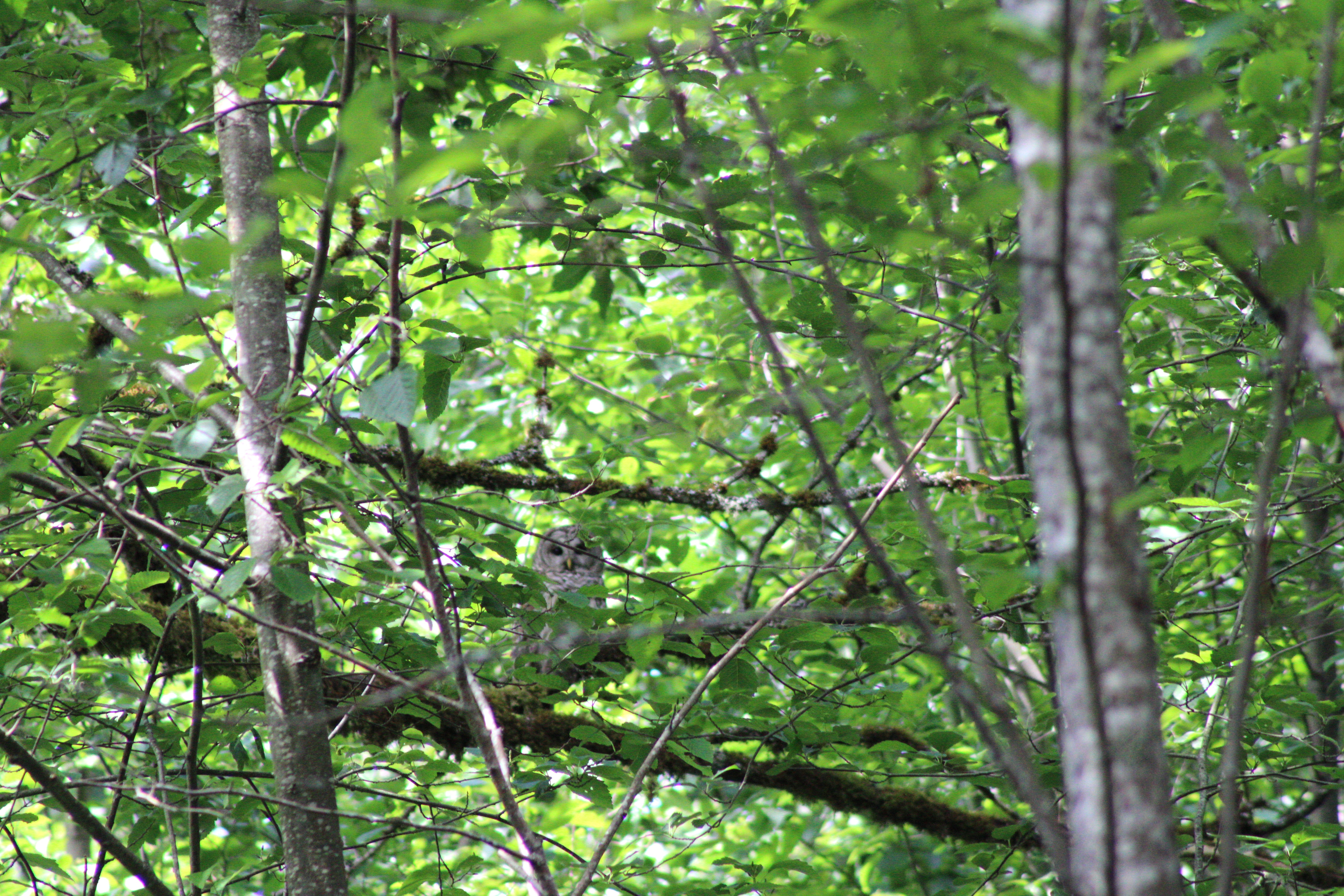 Barred Owl (Renton, WA)