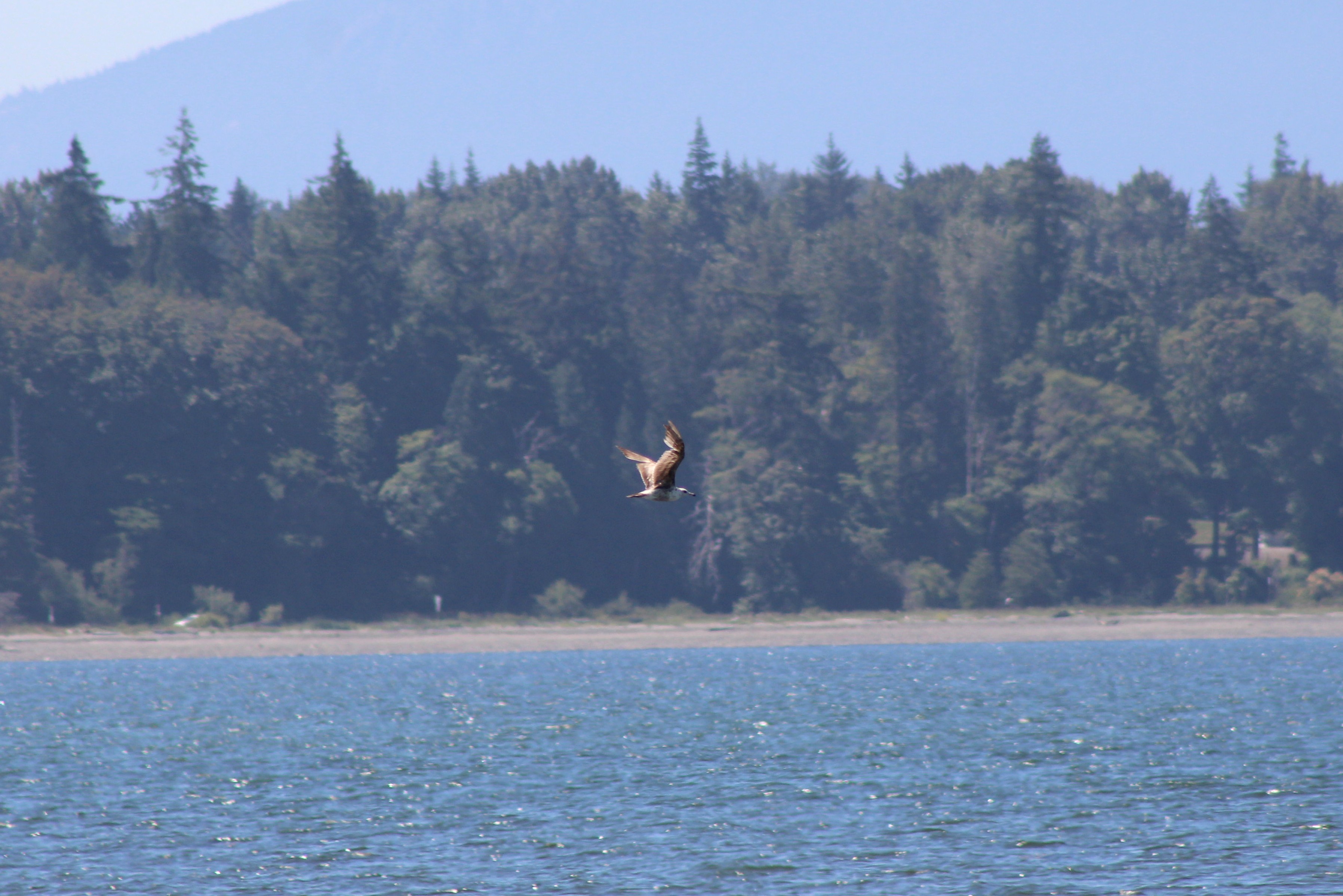 unidentified gull (Birch Bay, WA)